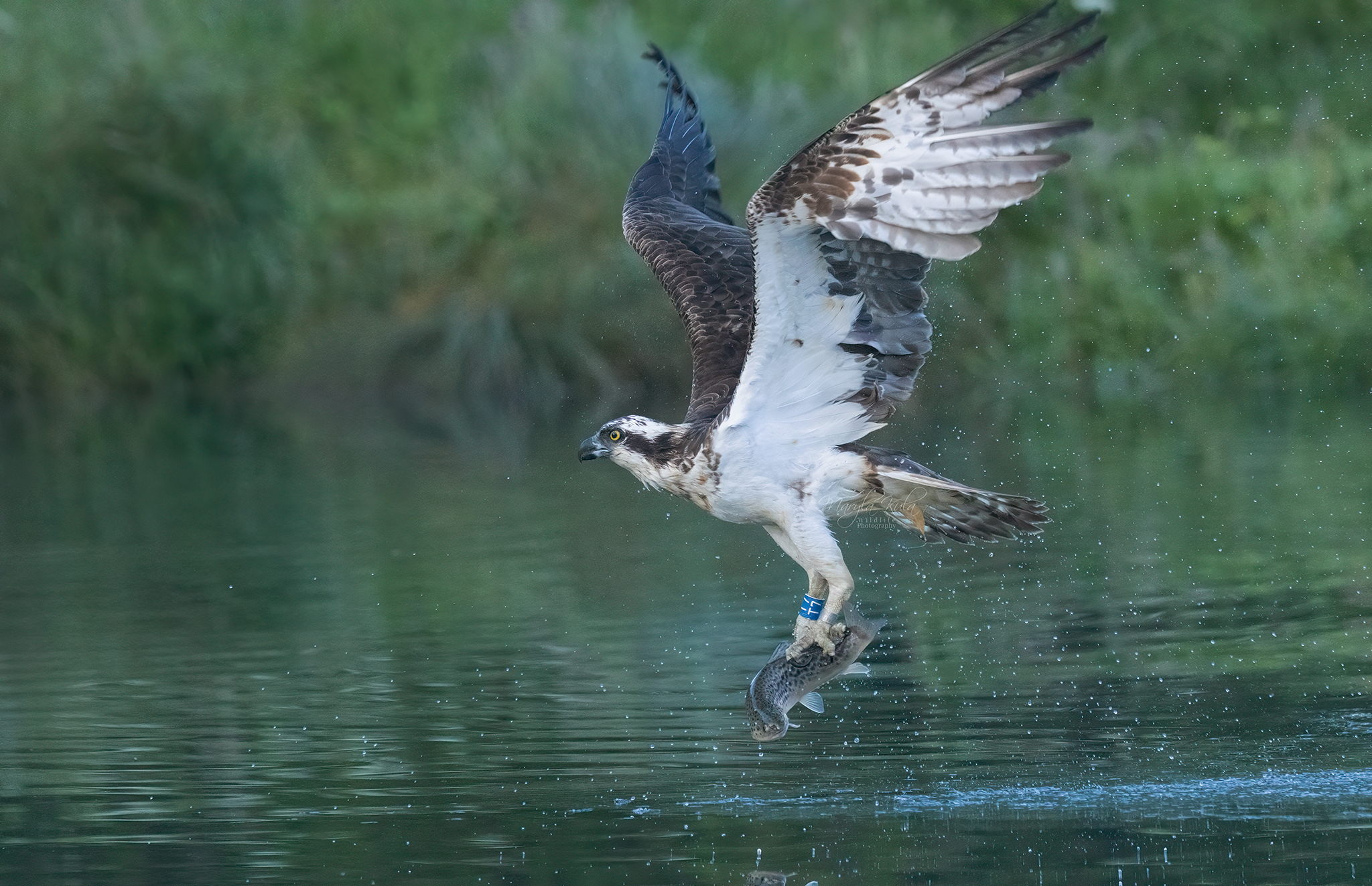 osprey, birds, birds of prey, fishing, action, canon, MARIA KULA