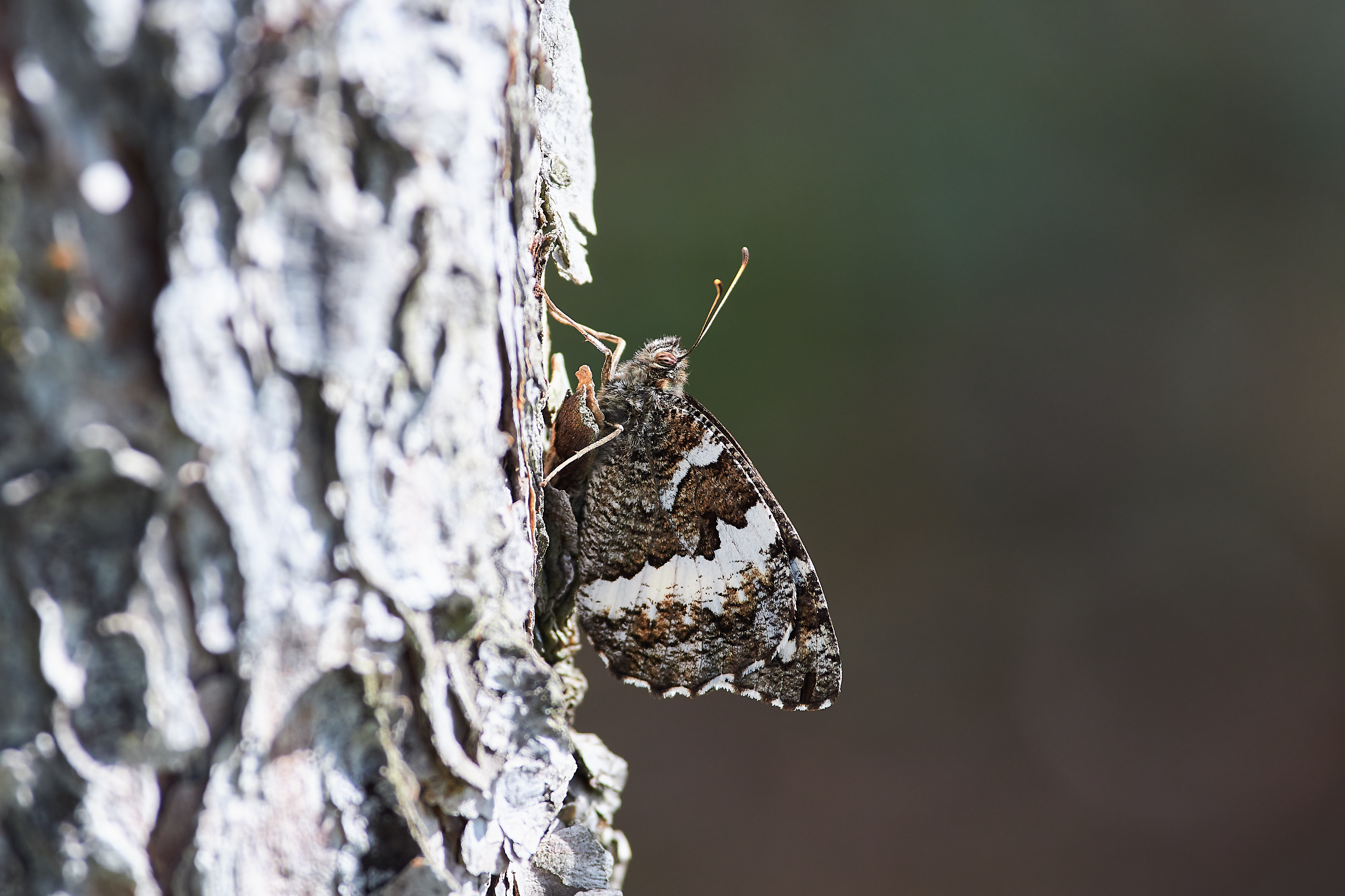 butterfly, ovlograd, russia, wildlife, , Павел Сторчилов