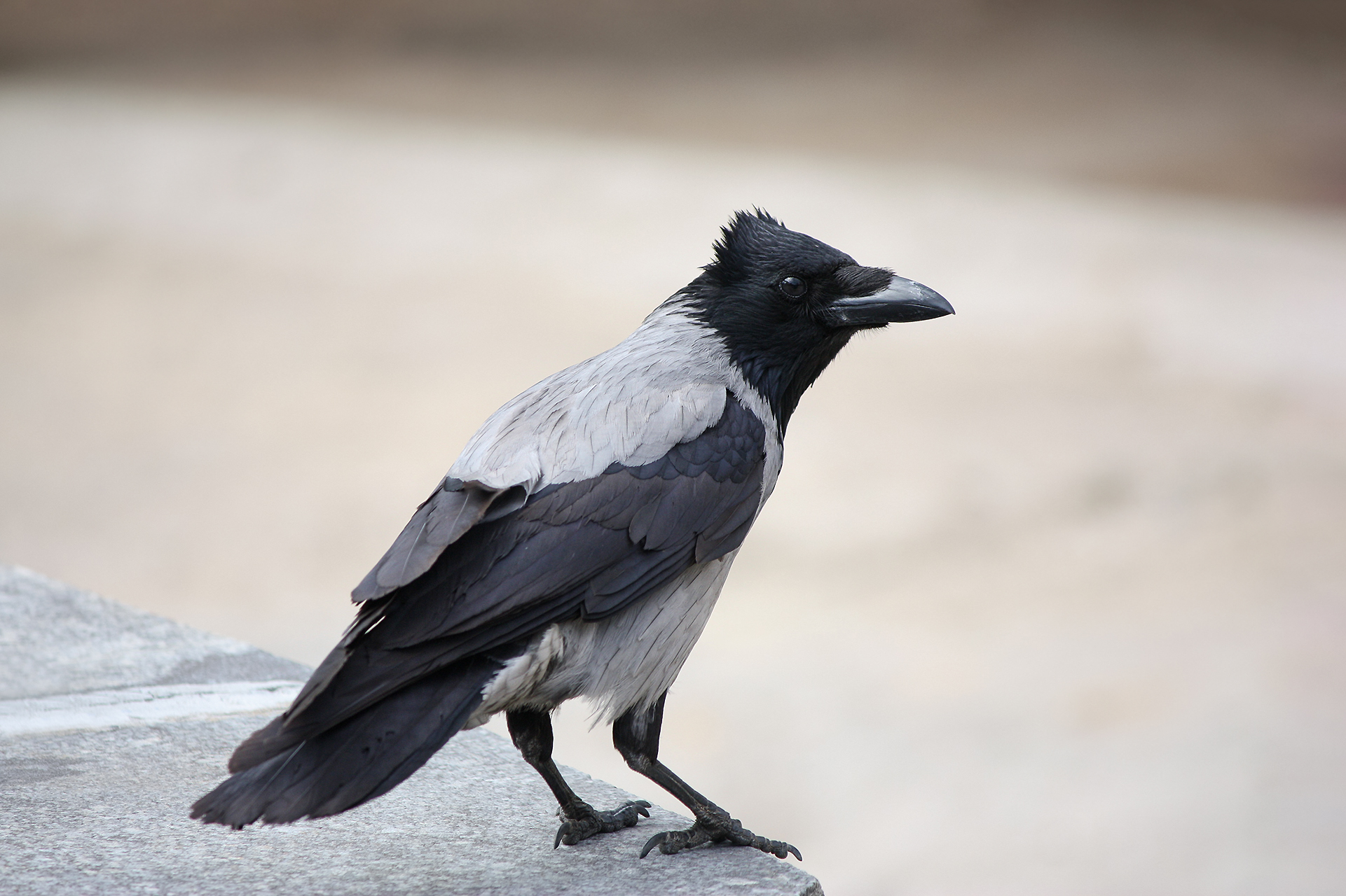 серая ворона, corvus cornix, КарОл