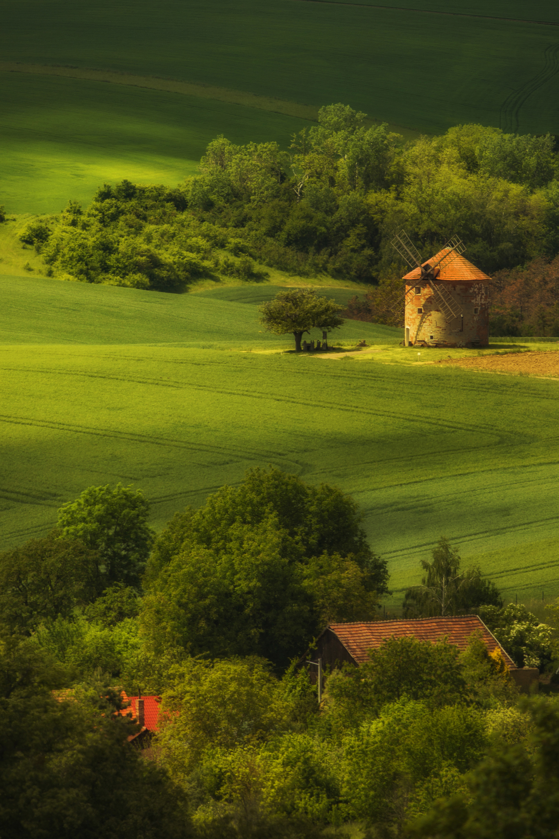 Tree, Field, Farm, Agriculture, Green, Landscape, Windmill, Rural, Moravia, Czech-Rrepublic, Damian Cyfka