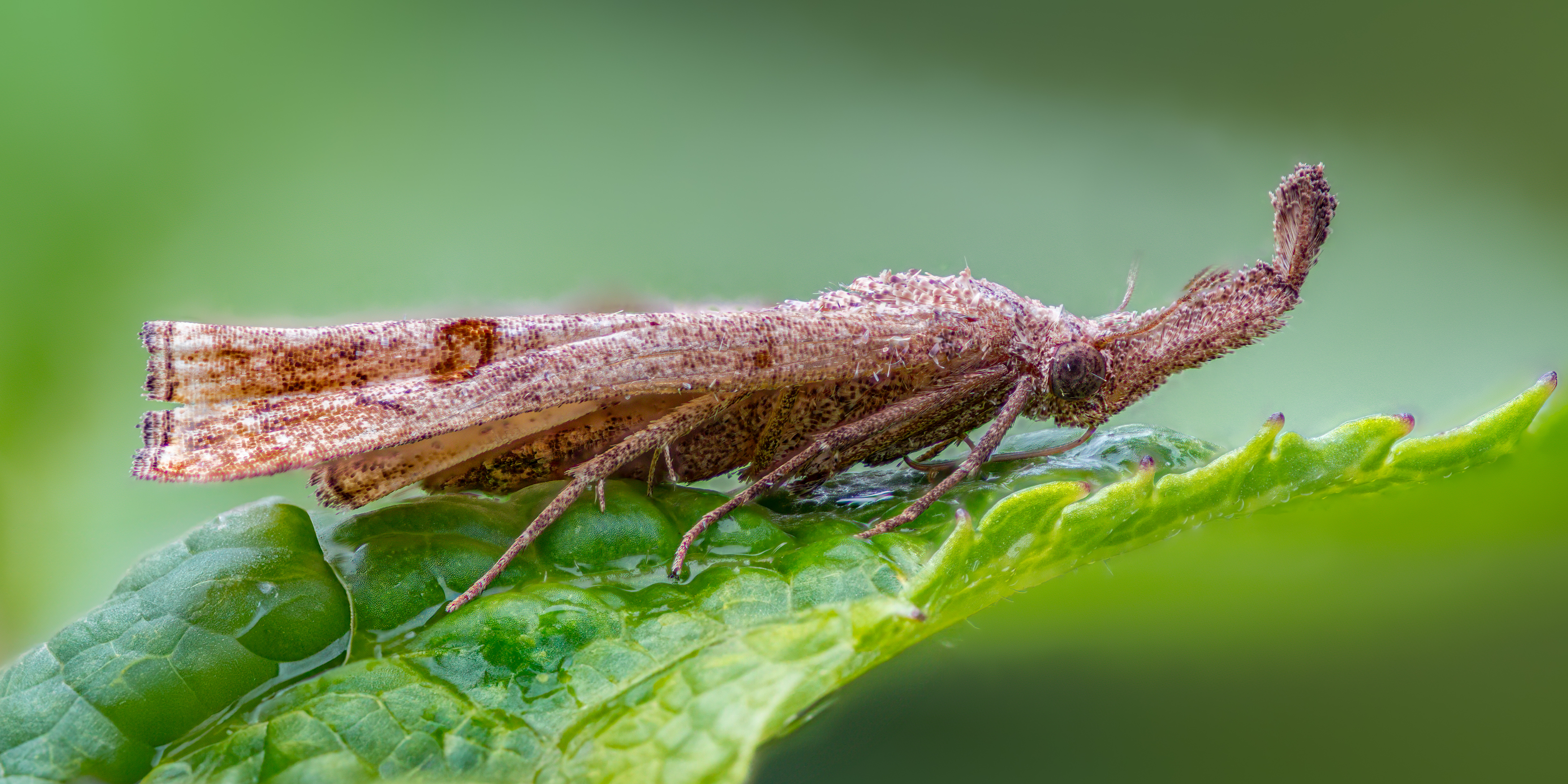 moth, leaf, water, fly, sunset, dusk, dawn, sunrise, insect, bug, macro,, Atul Saluja