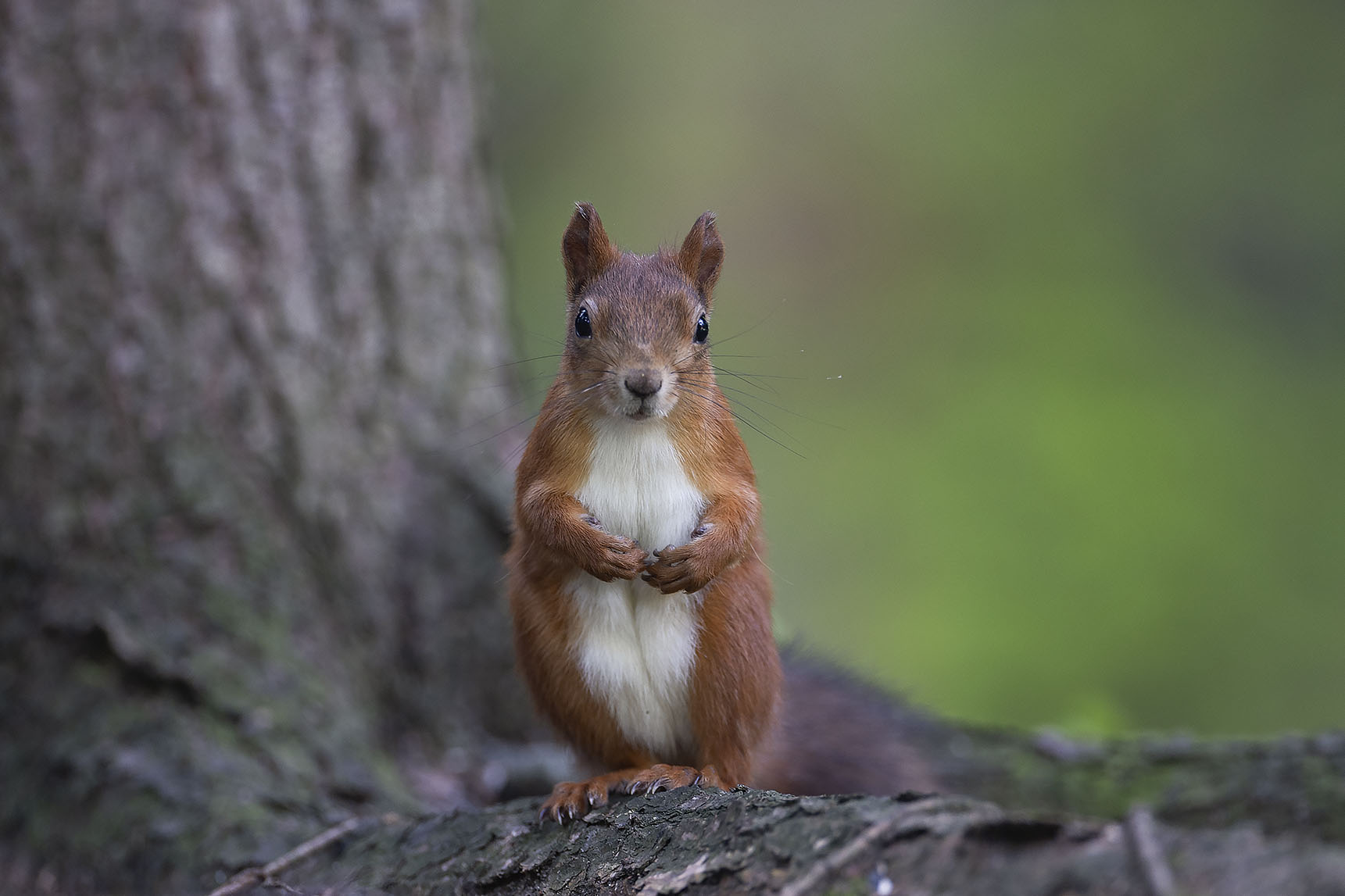 белка,лес,природа, squirrel, beautiful, forest, nature, Стукалова Юлия