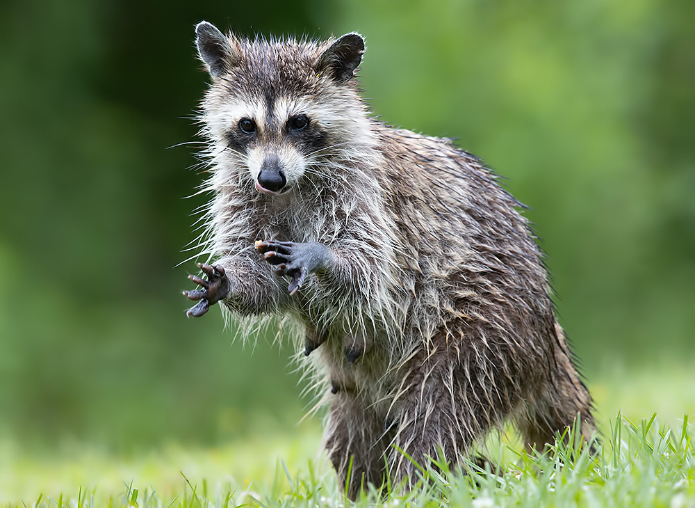 енот обыкновенный, енот-полоскун, raccoon, енот, дикие животные, животные, animals, Etkind Elizabeth