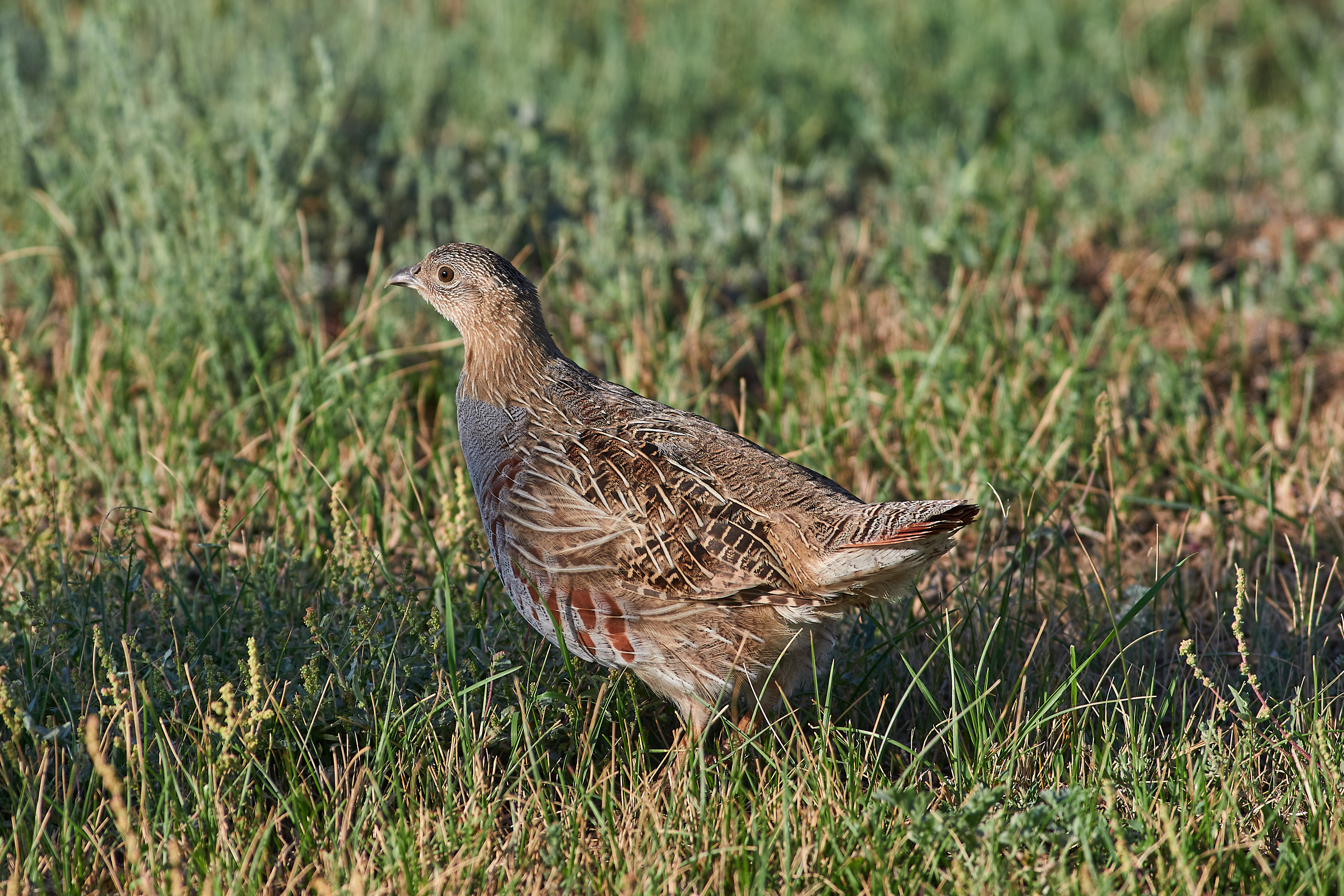 bird, birdswatching, volgograd, russia, wildlife, , Павел Сторчилов