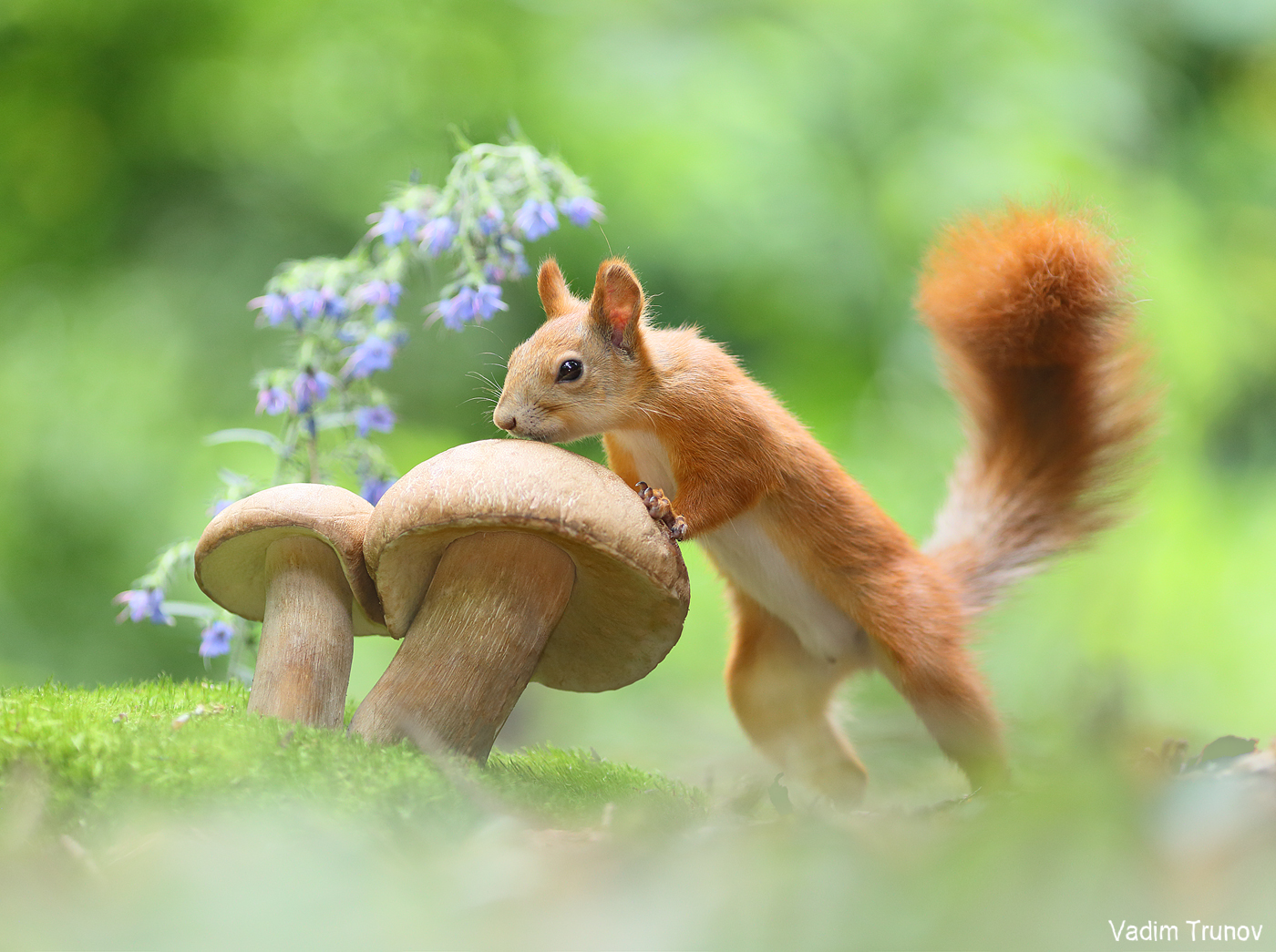 белка, squirrel, грибы, Вадим Трунов