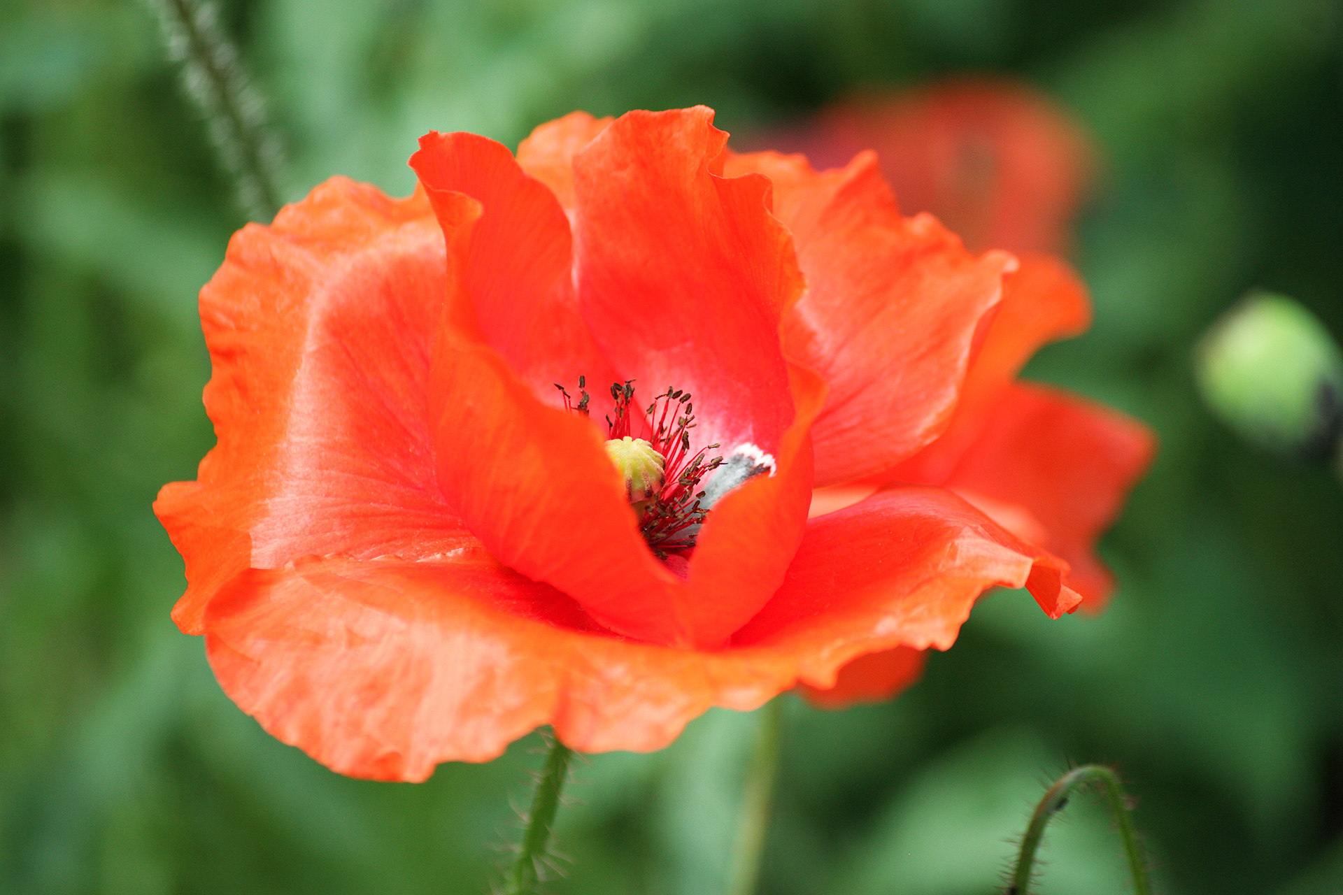 мак, papaver, КарОл