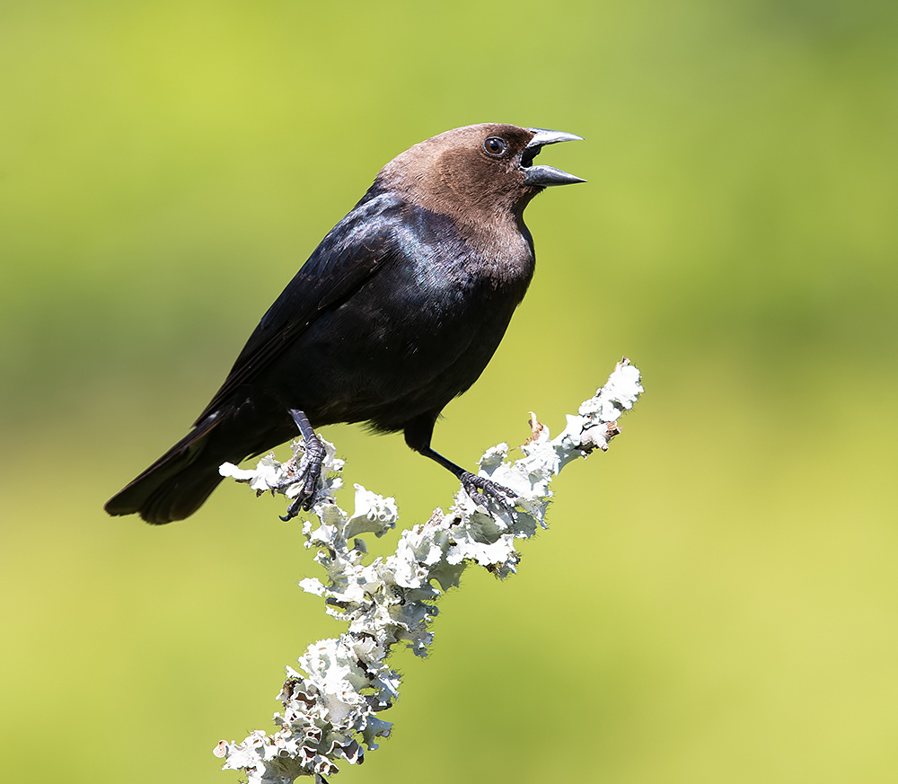 буроголовый коровий трупиал, brown-headed cowbird, трупиал, весна, Etkind Elizabeth