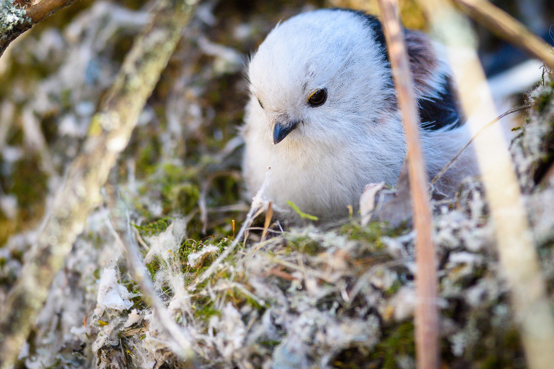 #ополовник #длиннохвостая #синица #tit #bird #птица, Александр Добыш