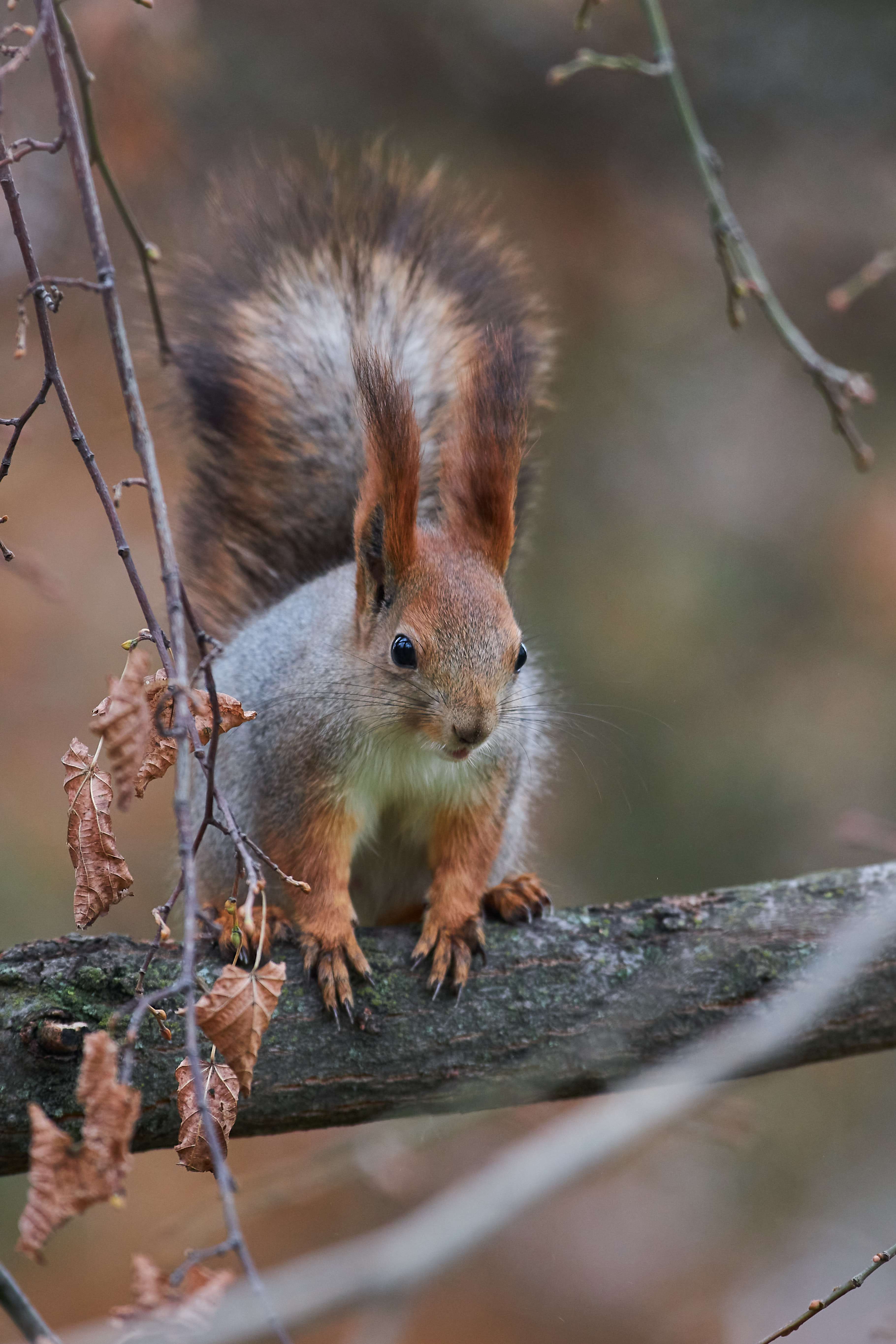 squirrel, volgograd, russia, wildlife, , Павел Сторчилов