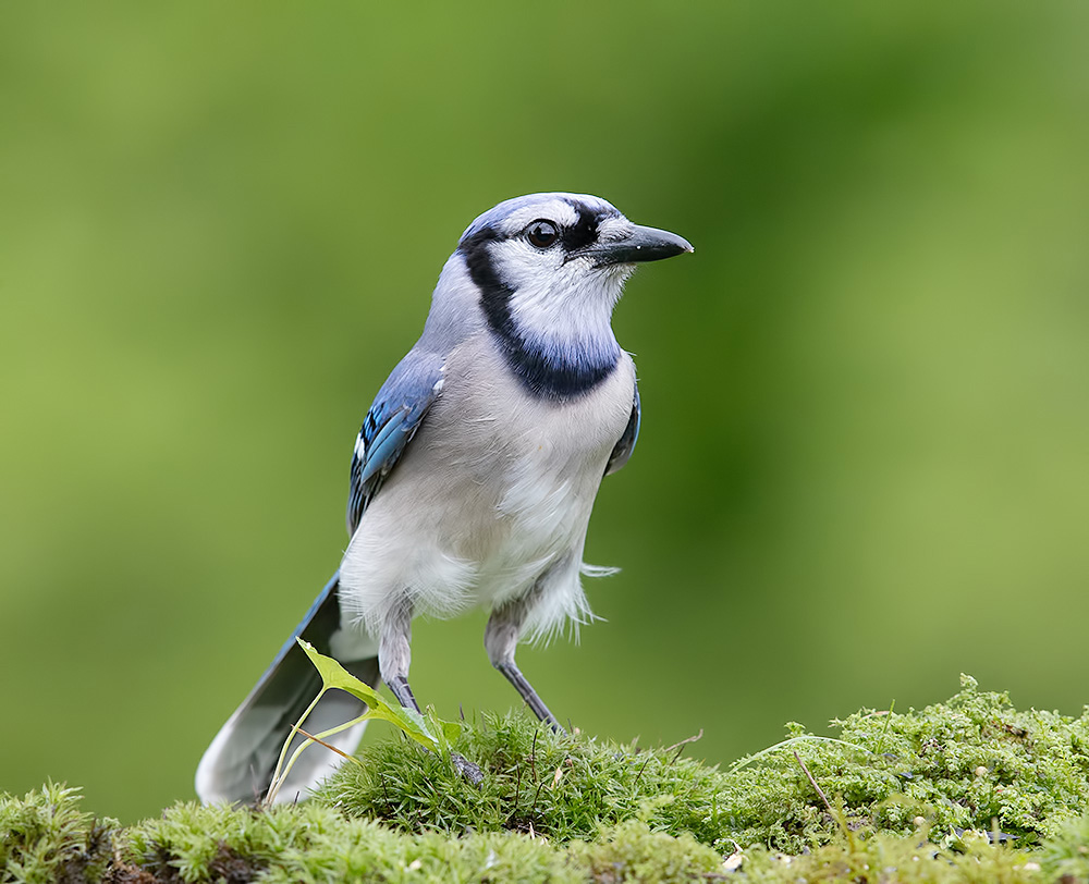 cойка, blue jay, jay,весна, Etkind Elizabeth