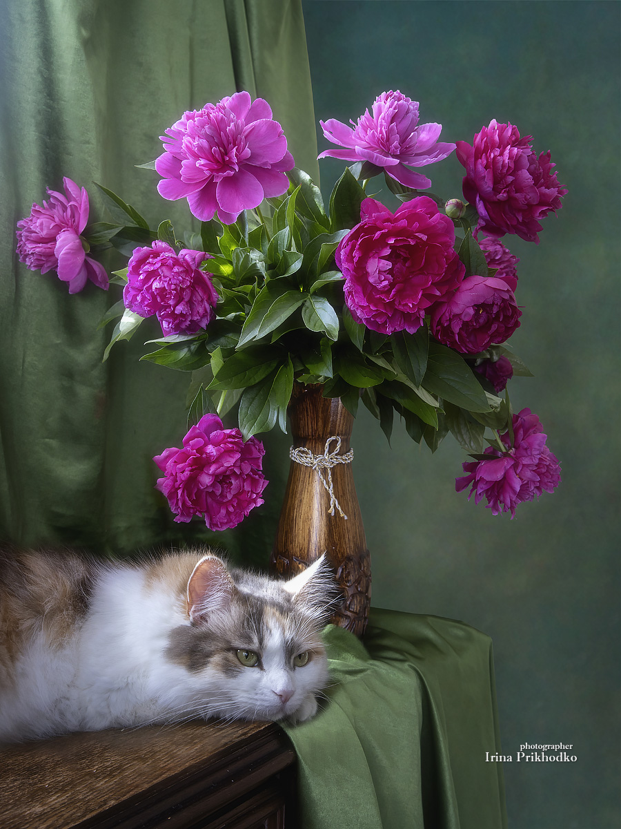 натюрморт, цветы, пионы, букеты, кошка, домашние животные, Приходько Ирина