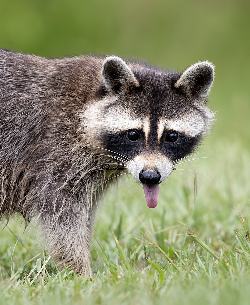 енот обыкновенный, енот-полоскун, raccoon, енот, дикие животные, животные, animals, Etkind Elizabeth