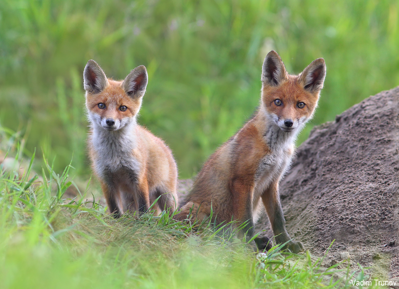 лиса, лисята, fox, Вадим Трунов