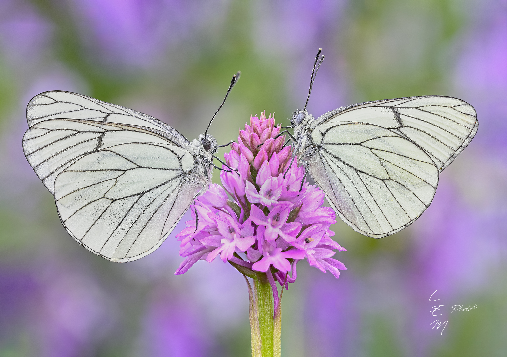 butterfly, aporia, anacamptis, Luzi Enrico