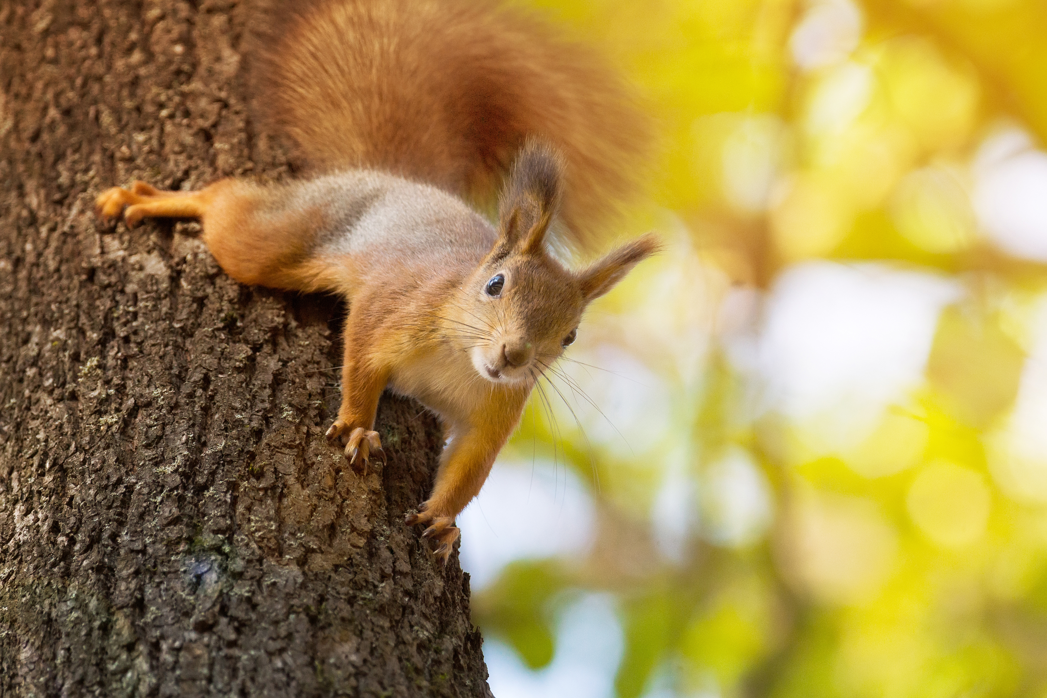 wild, animal, squirrel, tree, wildlife, forest, brown, tail, nature, green, Корнеев Алексей