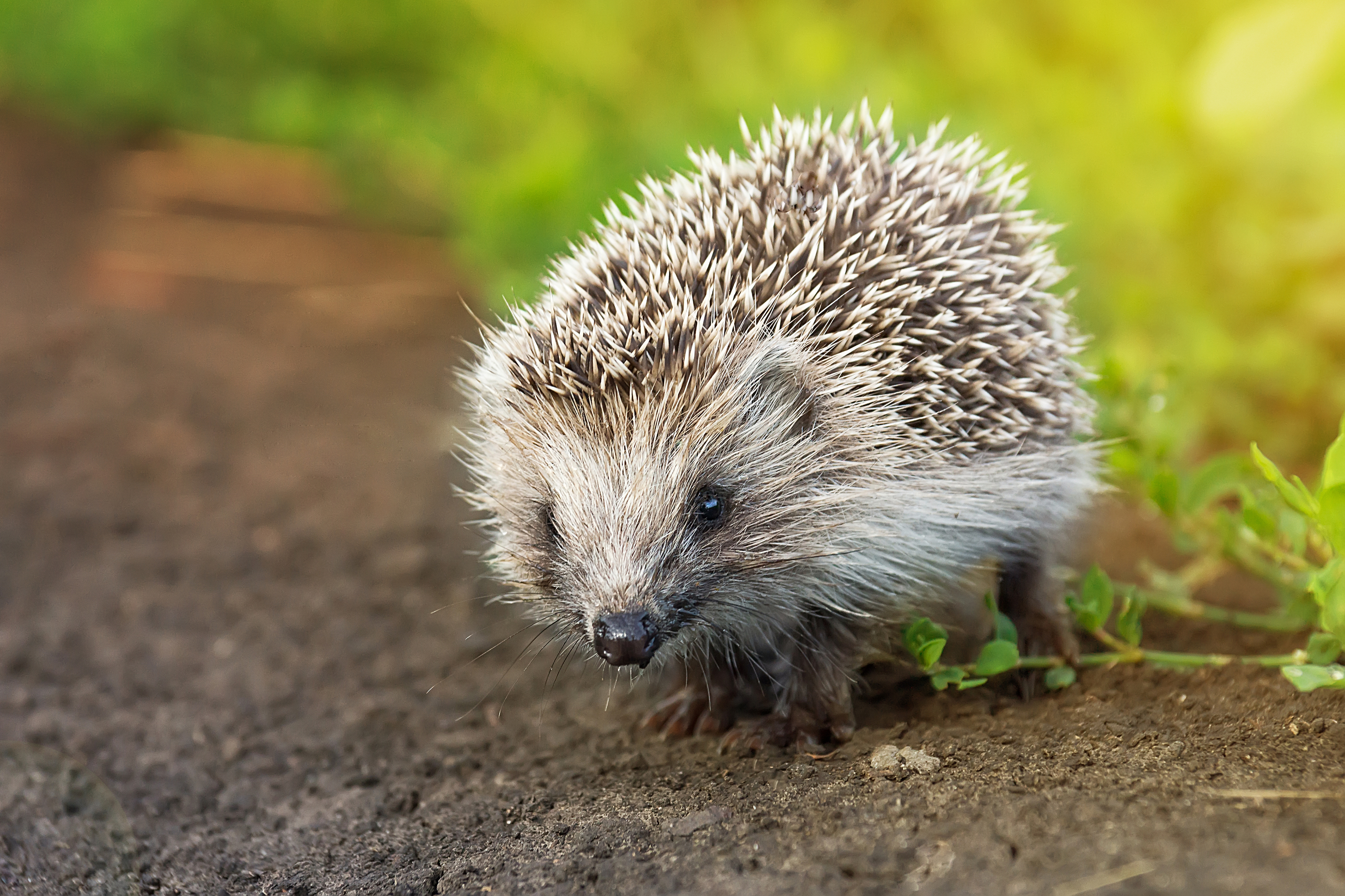 portrait, wild hedgehog, pet, lawn, european hedgehog, hedgehogs, spikes, Корнеев Алексей