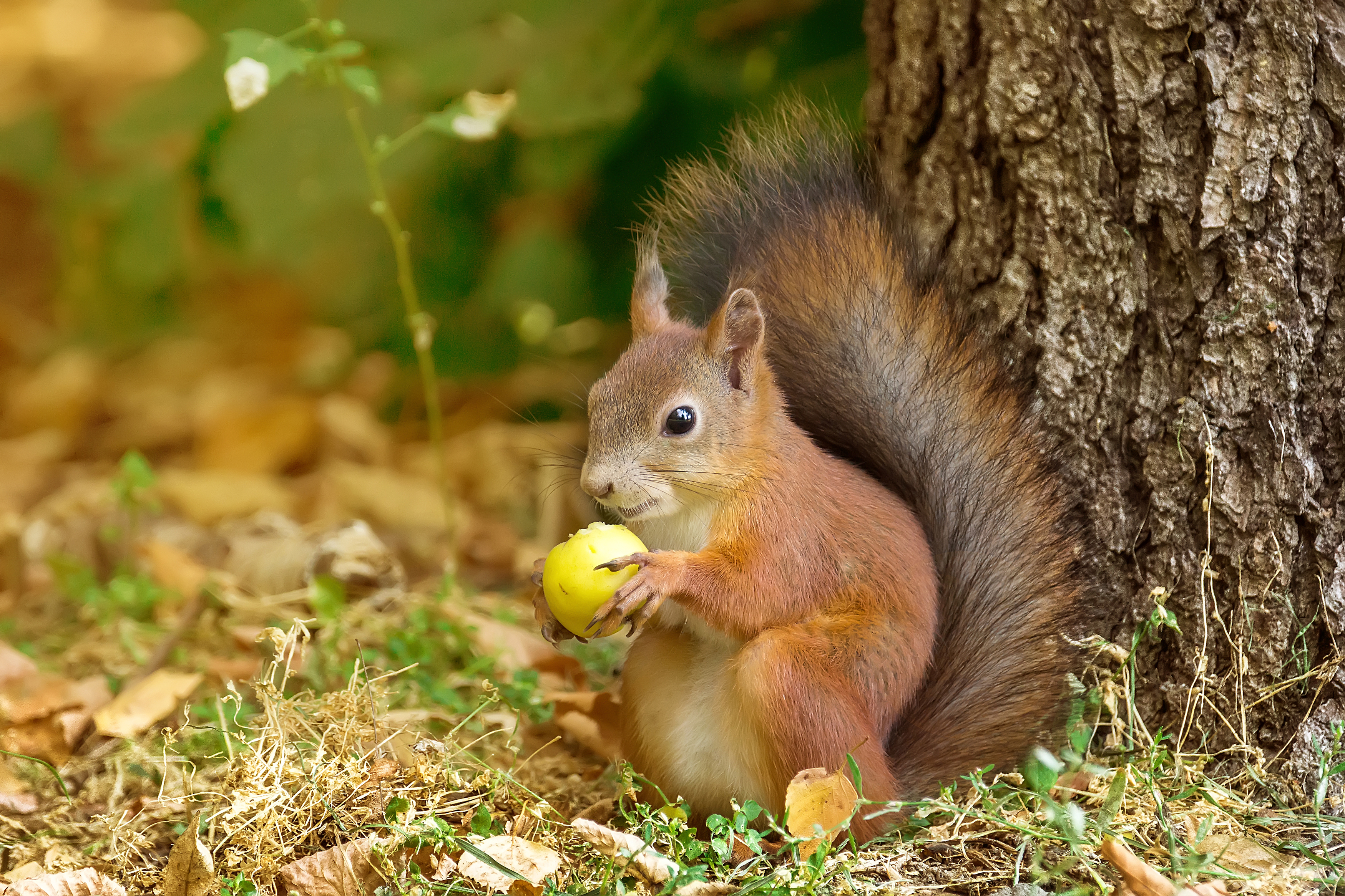 wild, animal, squirrel, tree, wildlife, forest, brown, tail, nature, green, Корнеев Алексей