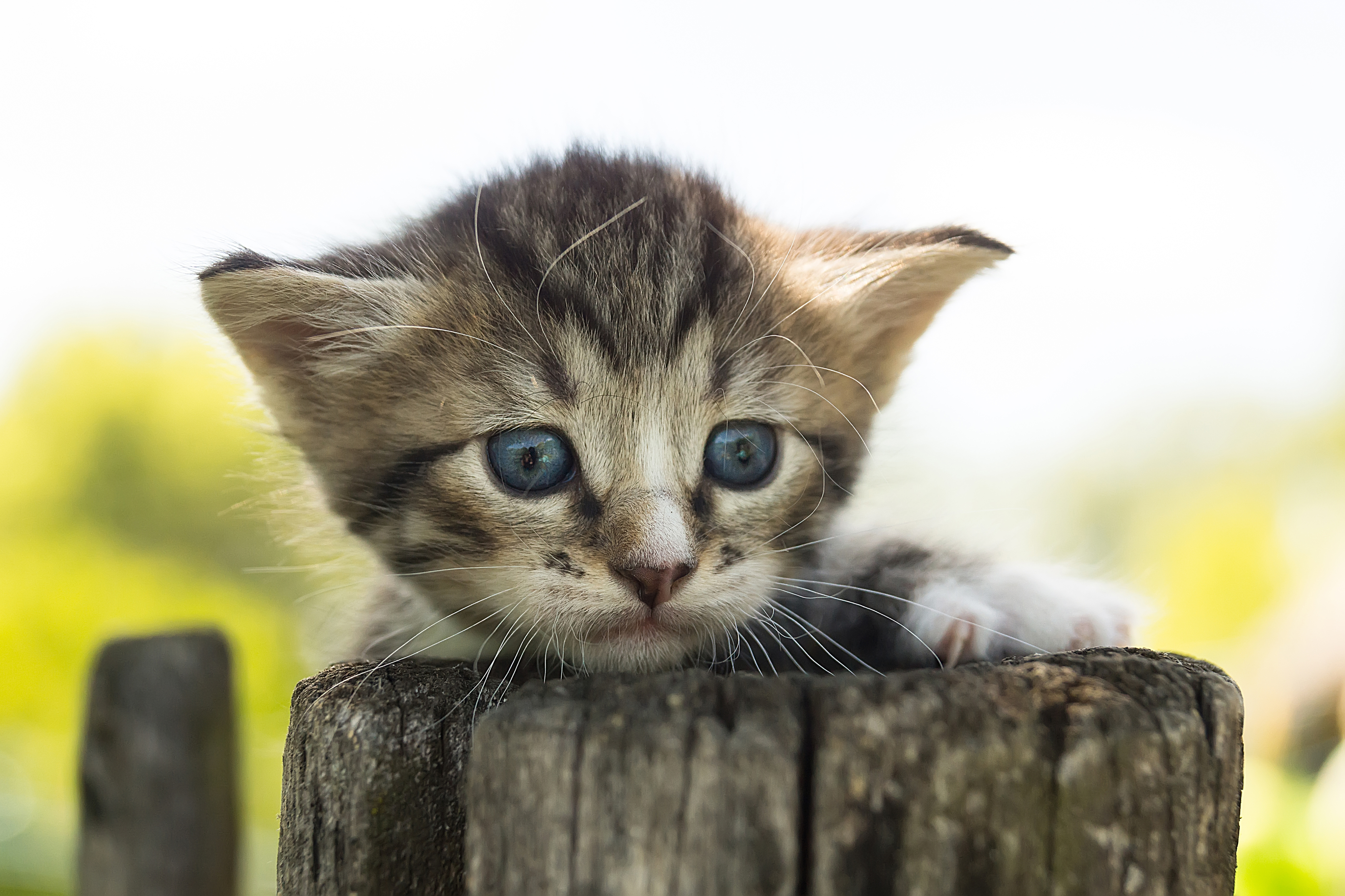 nature, cat, grass, animal, portrait, green, young, feline, cute, pet, Корнеев Алексей