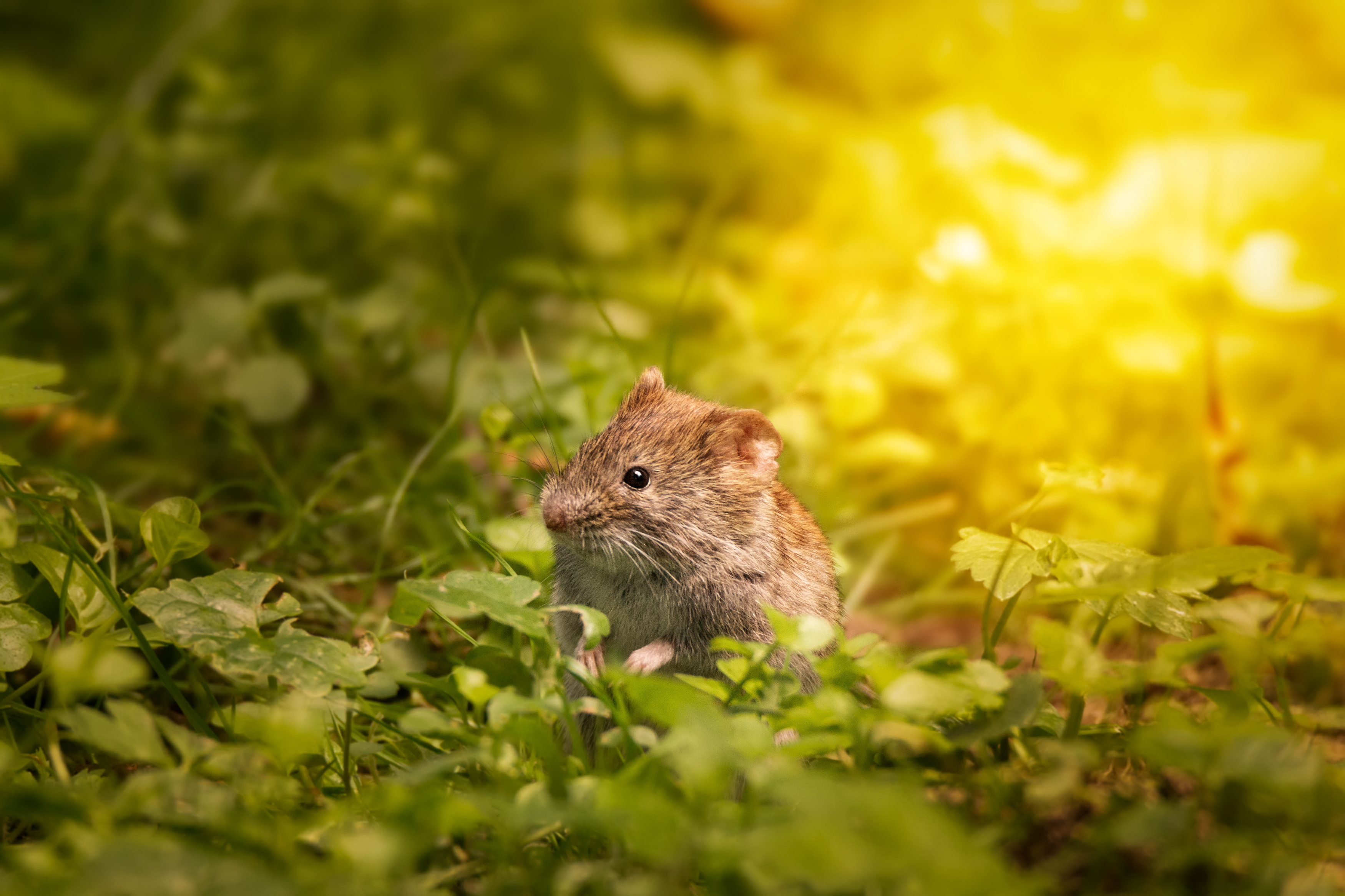 мышь, портрет, животное, лето, грызун, солнце, трава, Корнеев Алексей