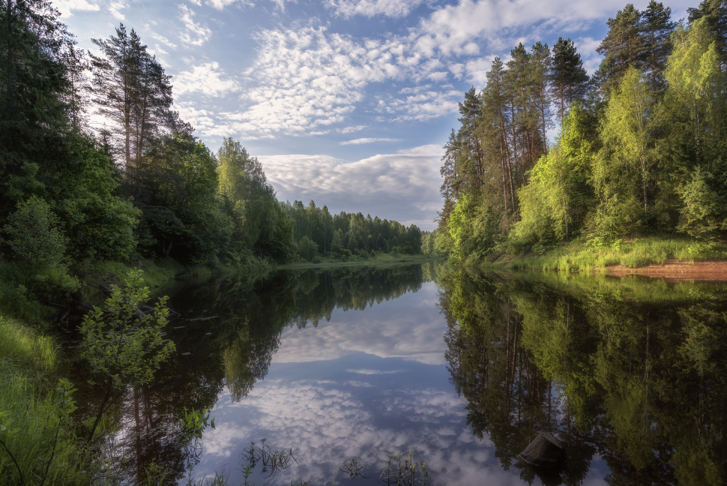 утро река лес лето, Колесов Андрей