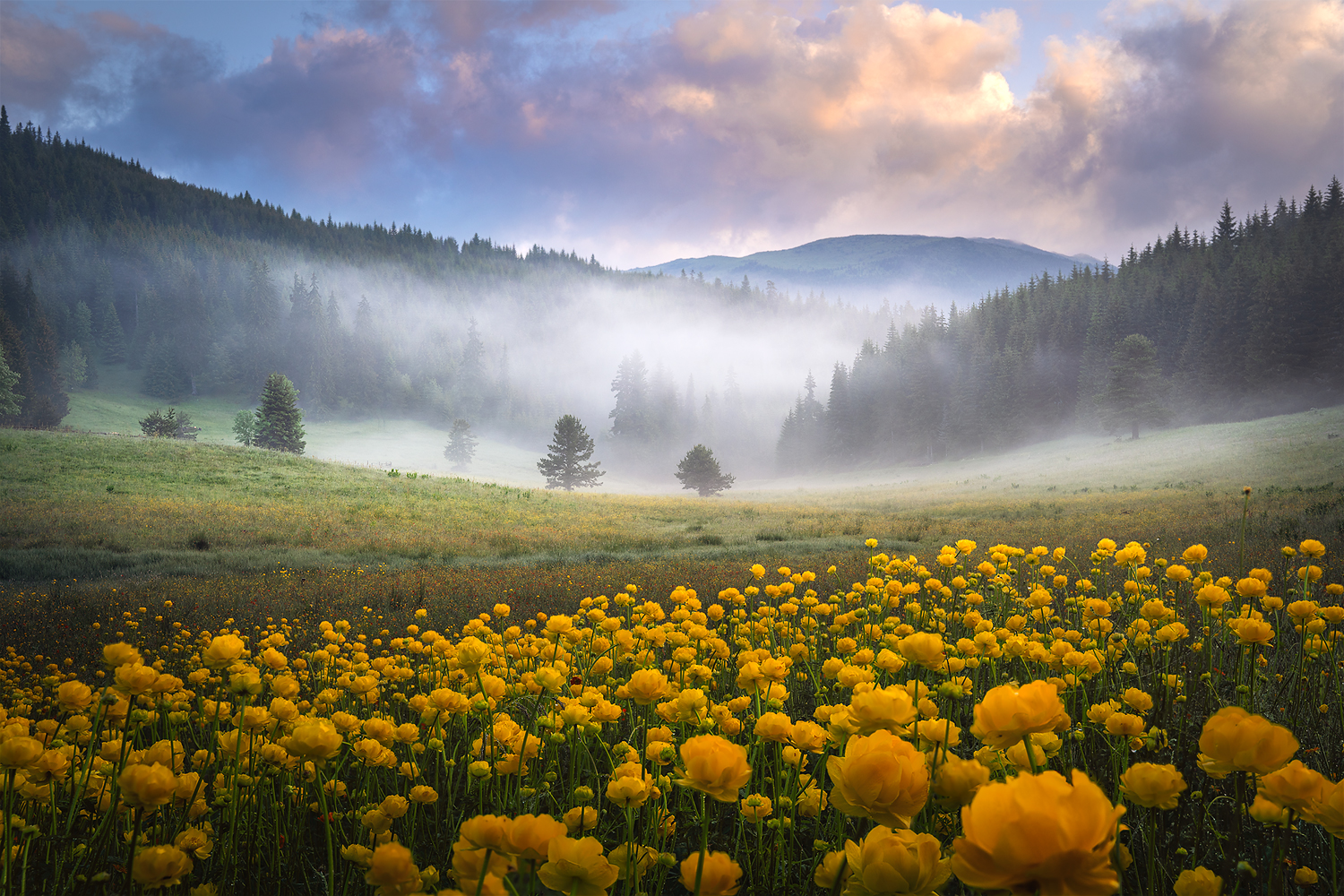 landscape, nature, scenery, summer, sunrise, morning, fog, foggy, mist, misty, clouds, mountain, trees, flowers, пейзаж, Александър Александров