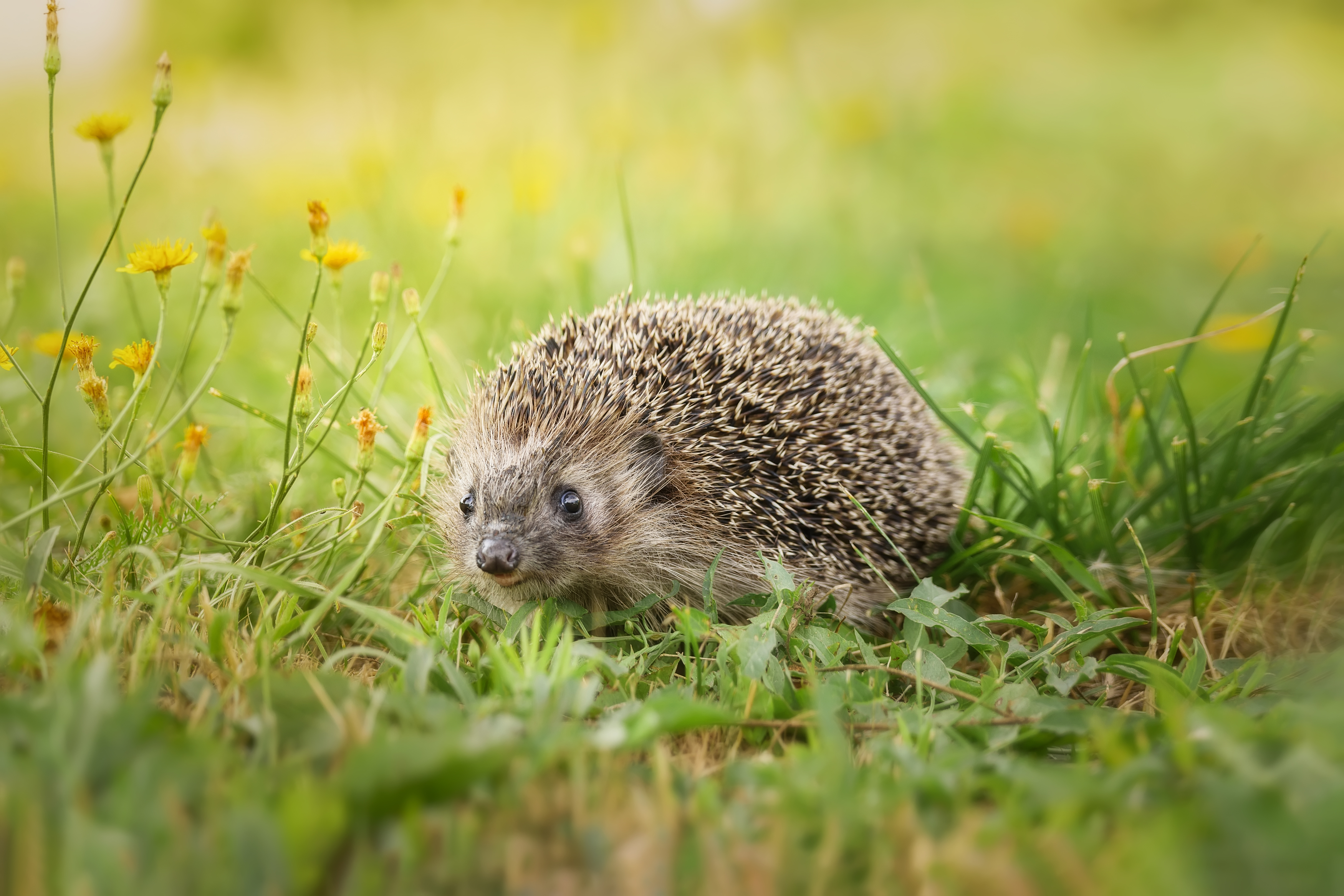 portrait, wild hedgehog, pet, lawn, european hedgehog, hedgehogs, spikes, Корнеев Алексей