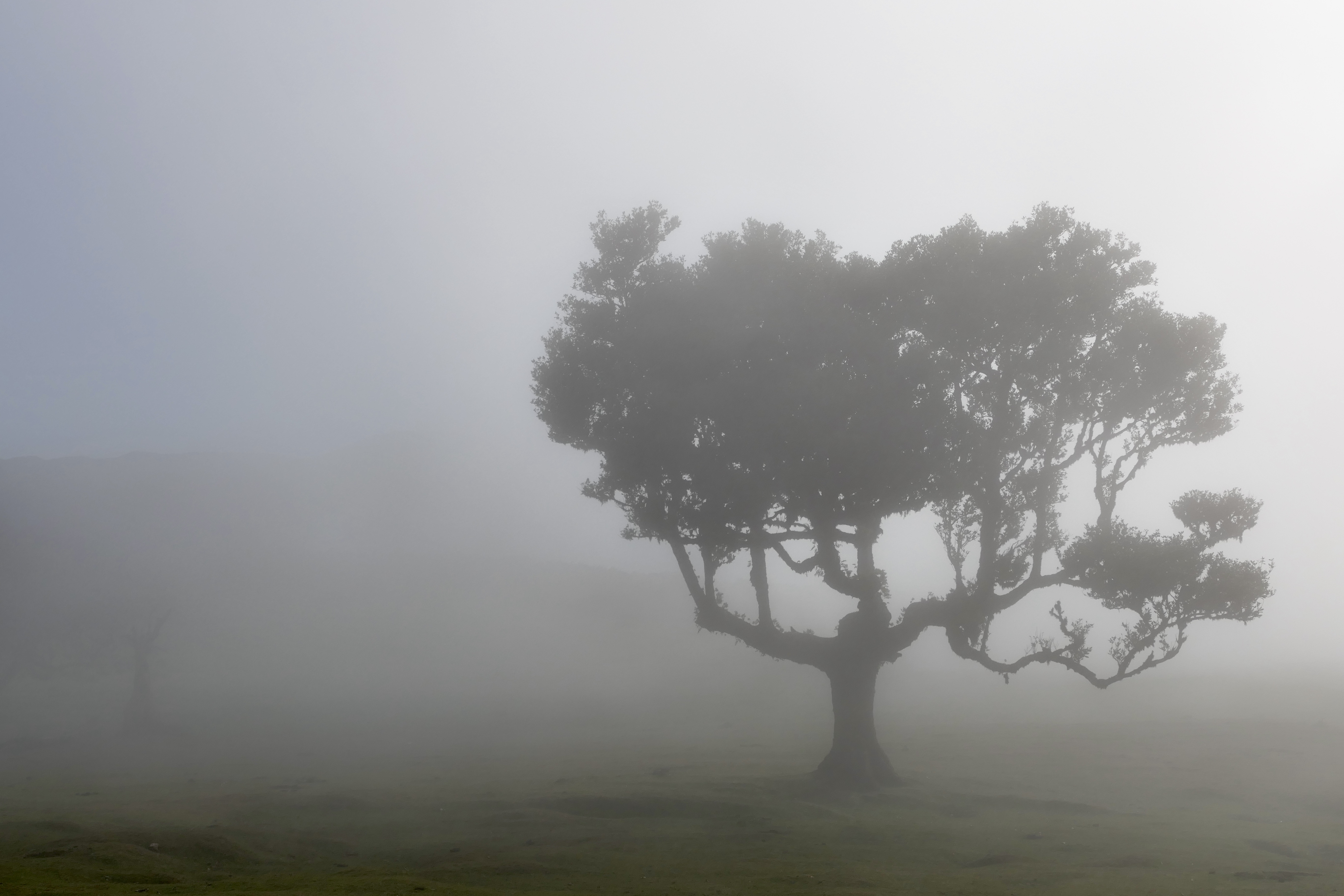 Landscapes, nature, tree, fog, mood, Madeira, Fanal forest, , Svetlana Povarova Ree