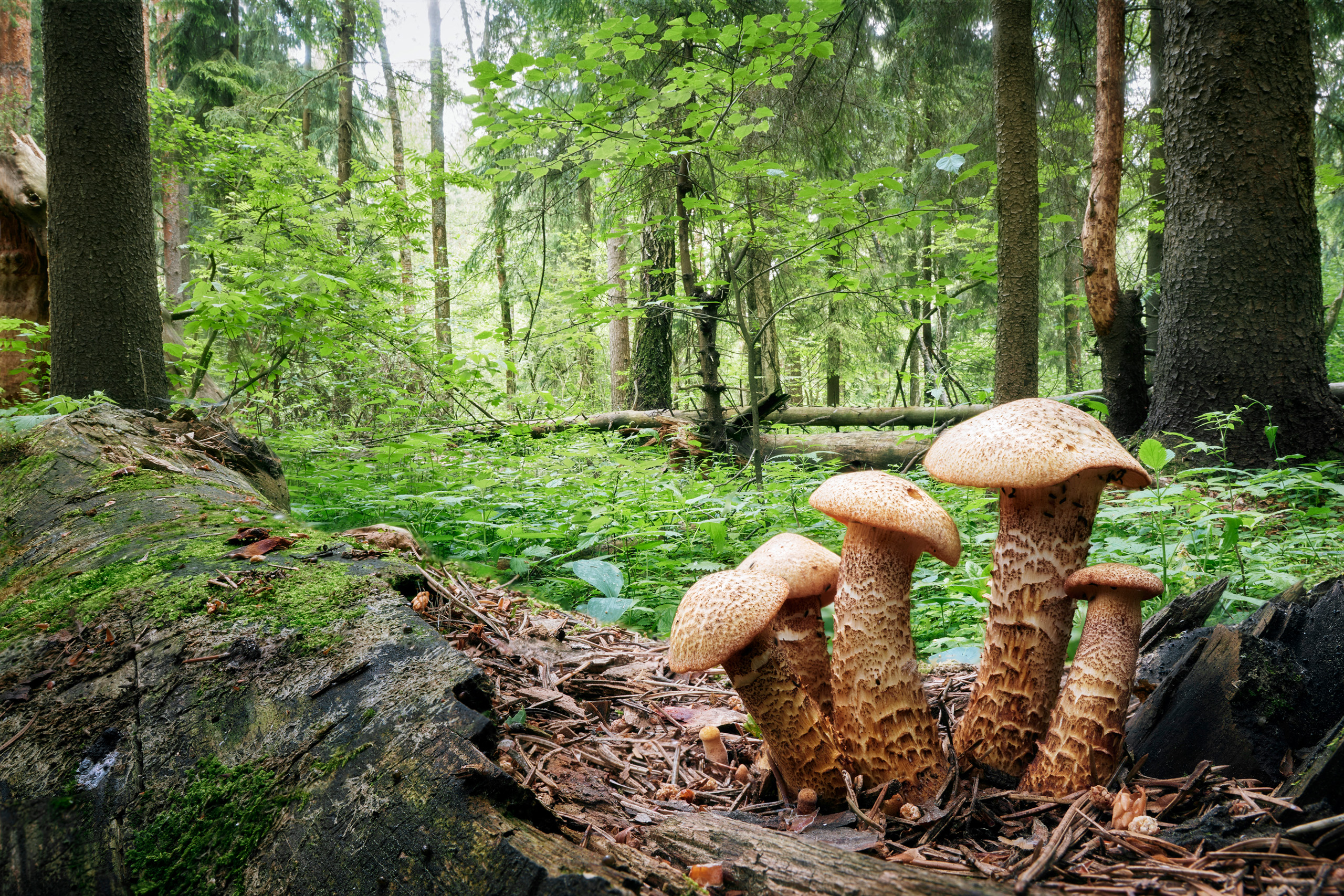 лес, грибы, Валерий Вождаев