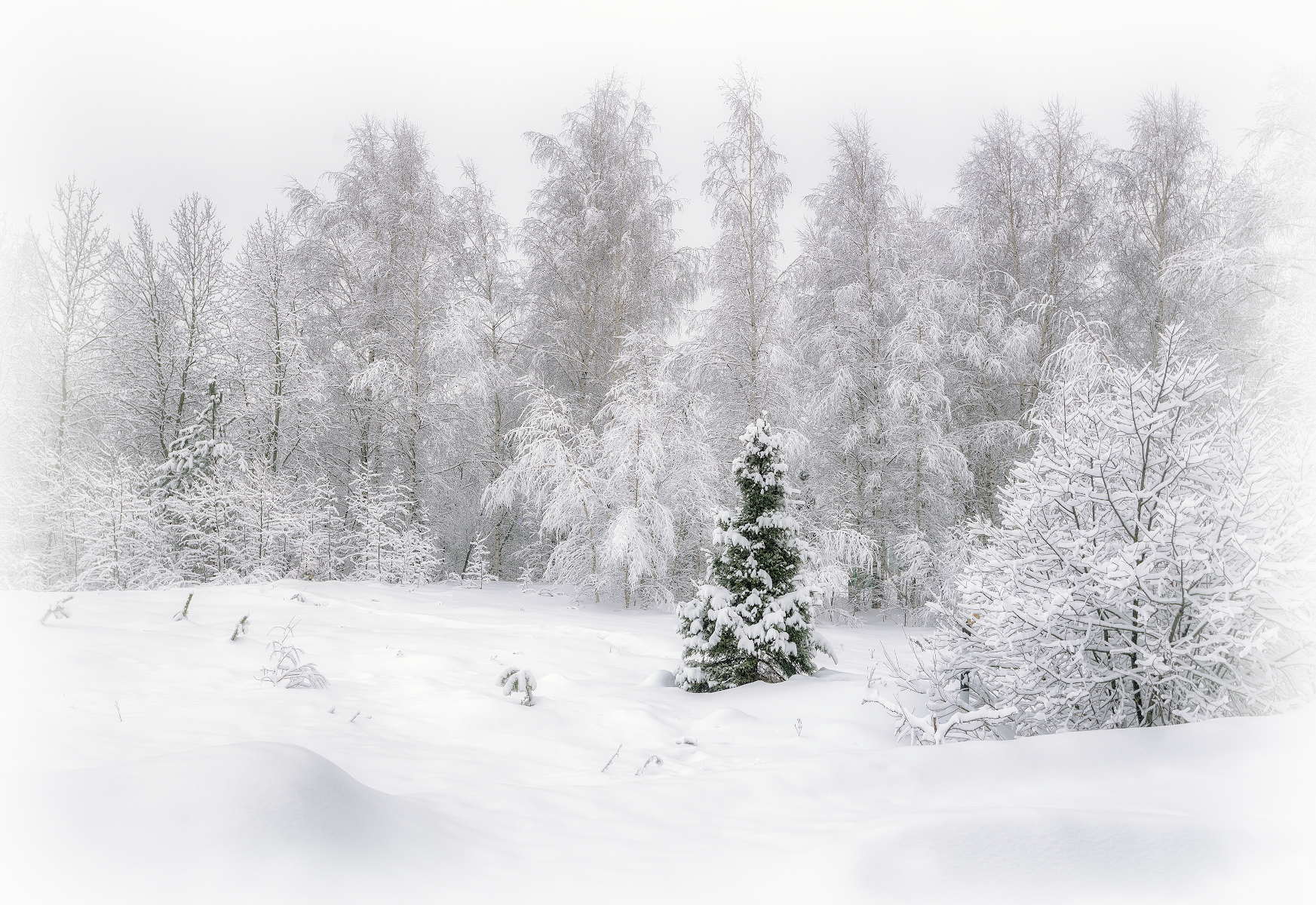 зима, снег, лес, Сергей Аникин