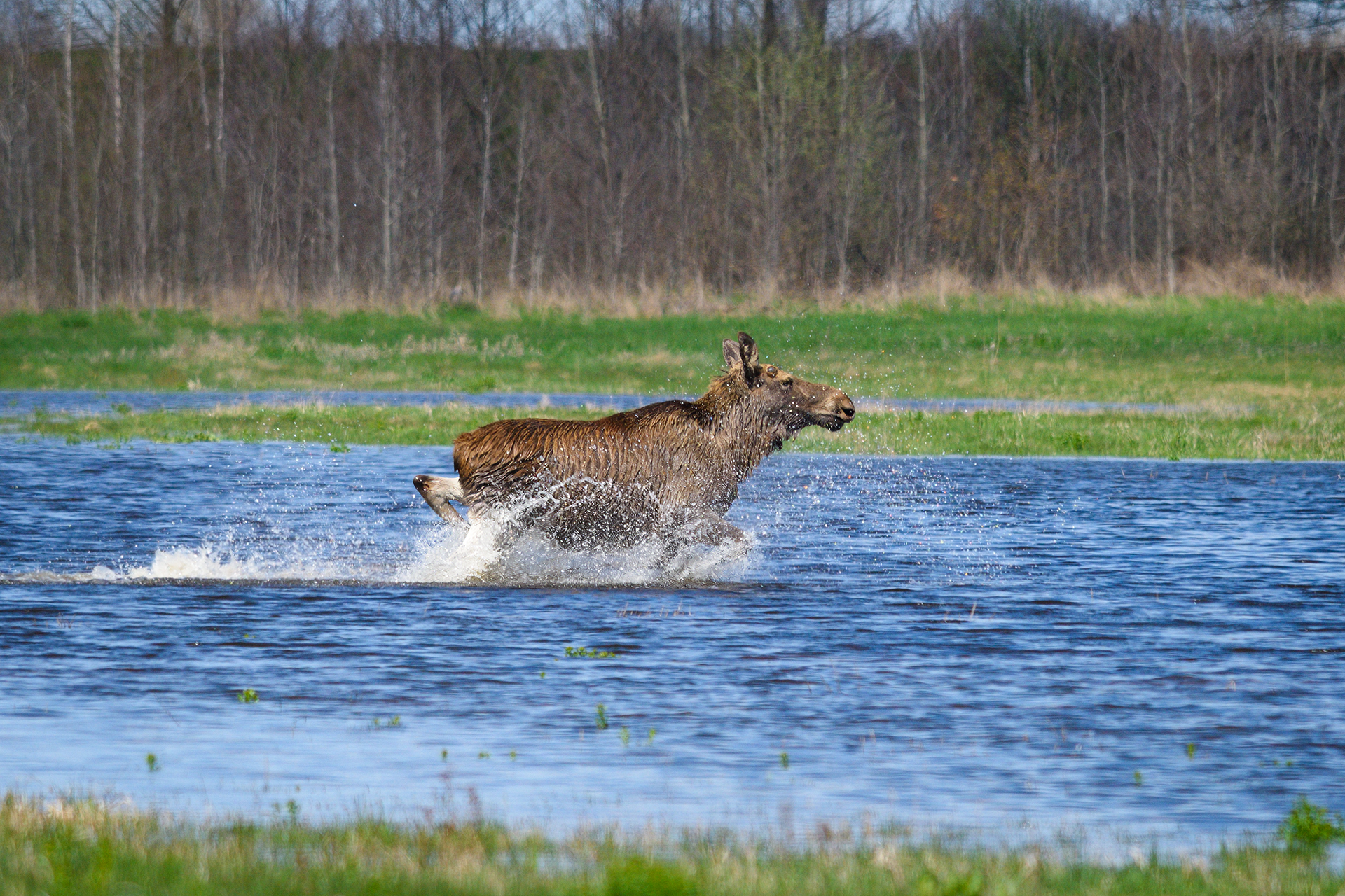 #лось #moose, Александр Добыш