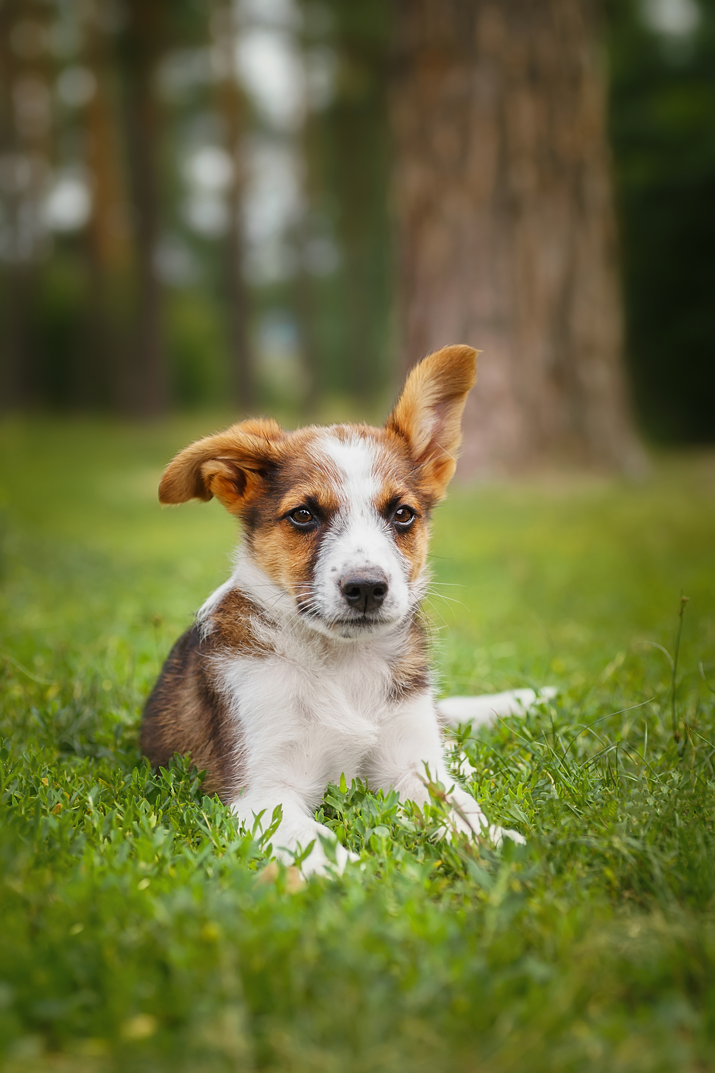 grass, cute, puppy, pet, mutt, young, canine, black, dog, portrait,, Корнеев Алексей