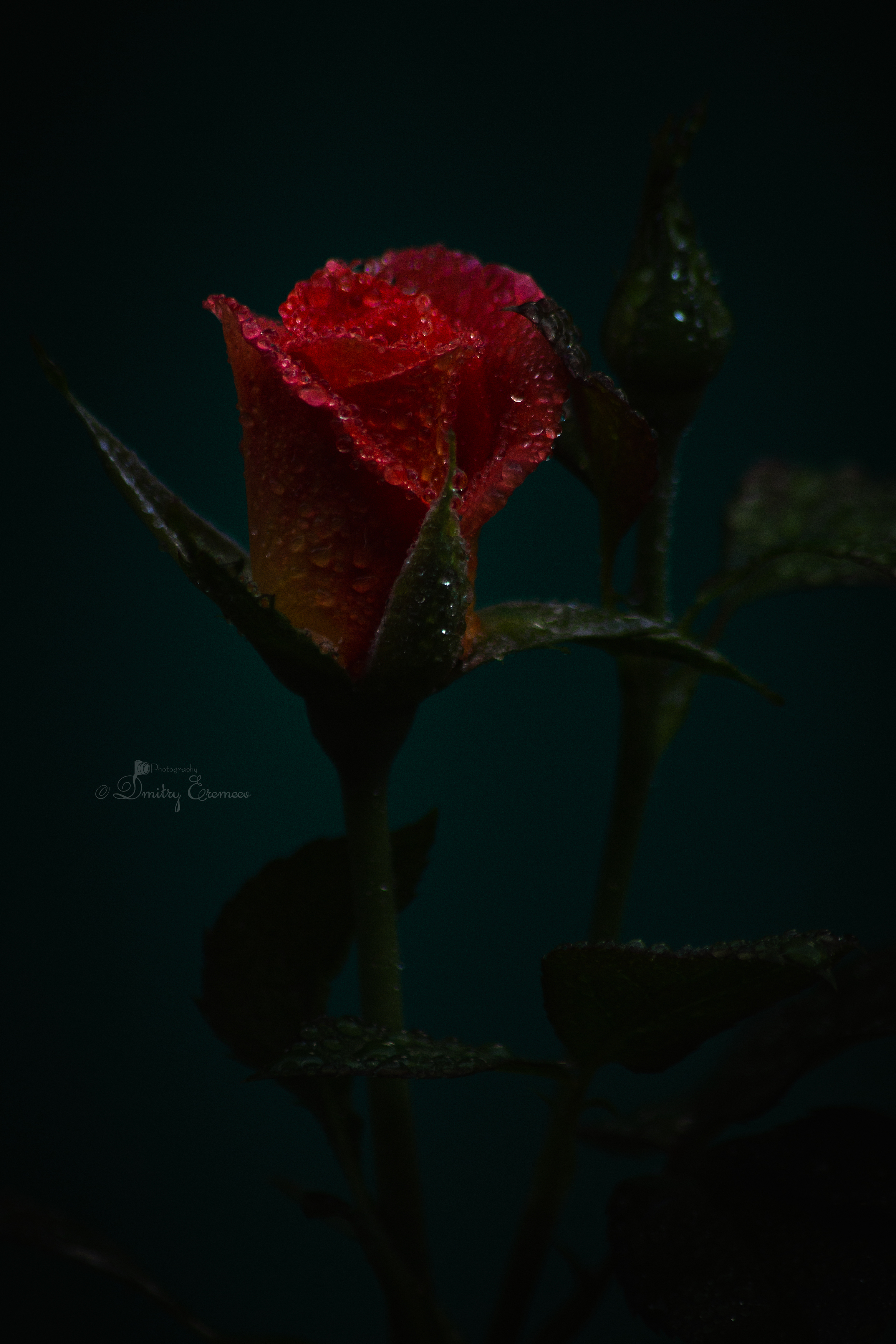 роза цветок флора природа сумерки, Еремеев Дмитрий