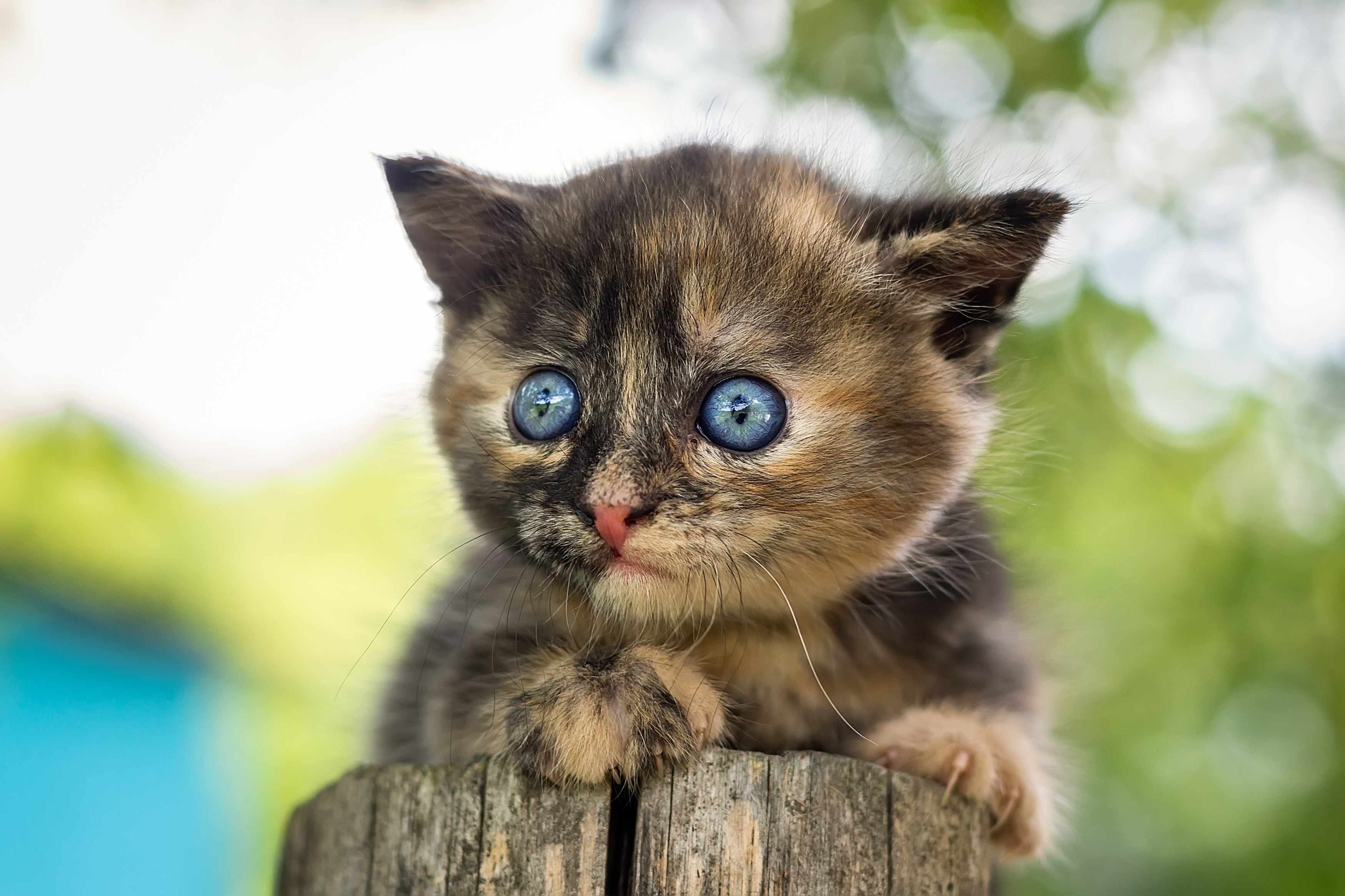 nature, cat, grass, animal, portrait, green, young, feline, cute, pet, Корнеев Алексей