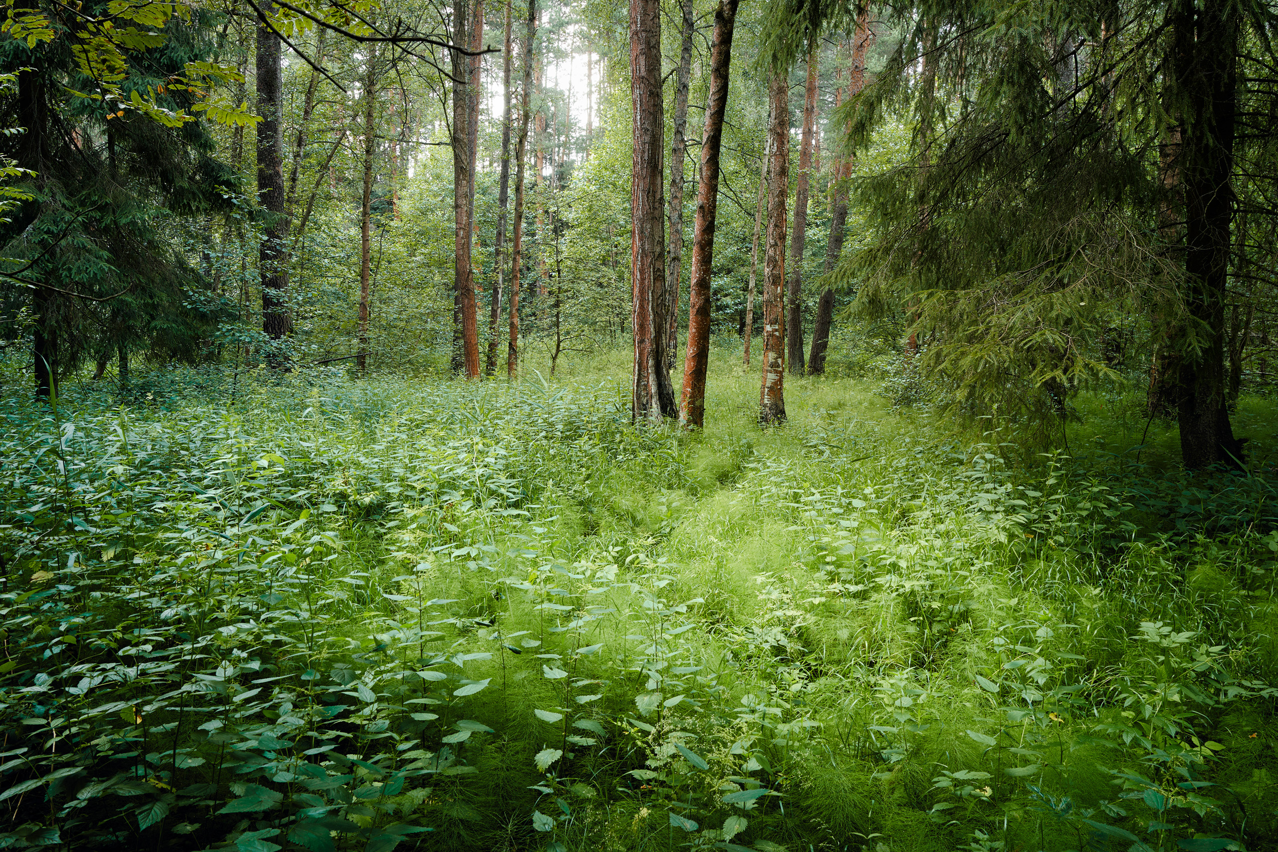 лес, листва, зелень, лето, Валерий Вождаев