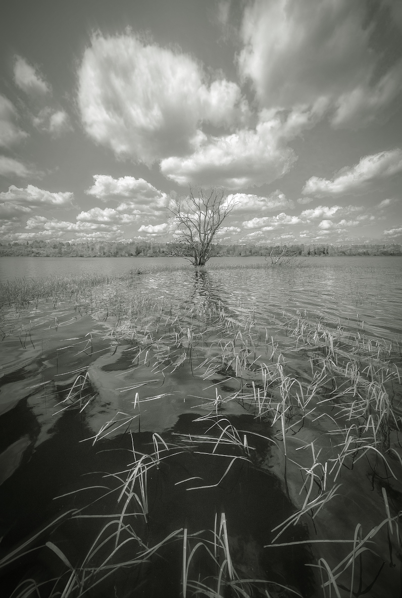 озеро, дерево, облака, стерж, Сергей Аникин