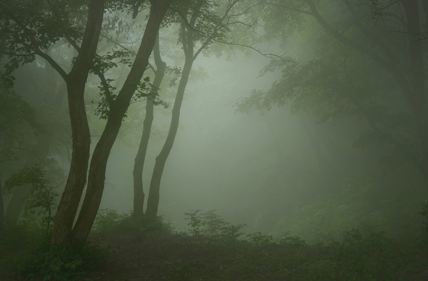 лес туман утро, Александр Жарников