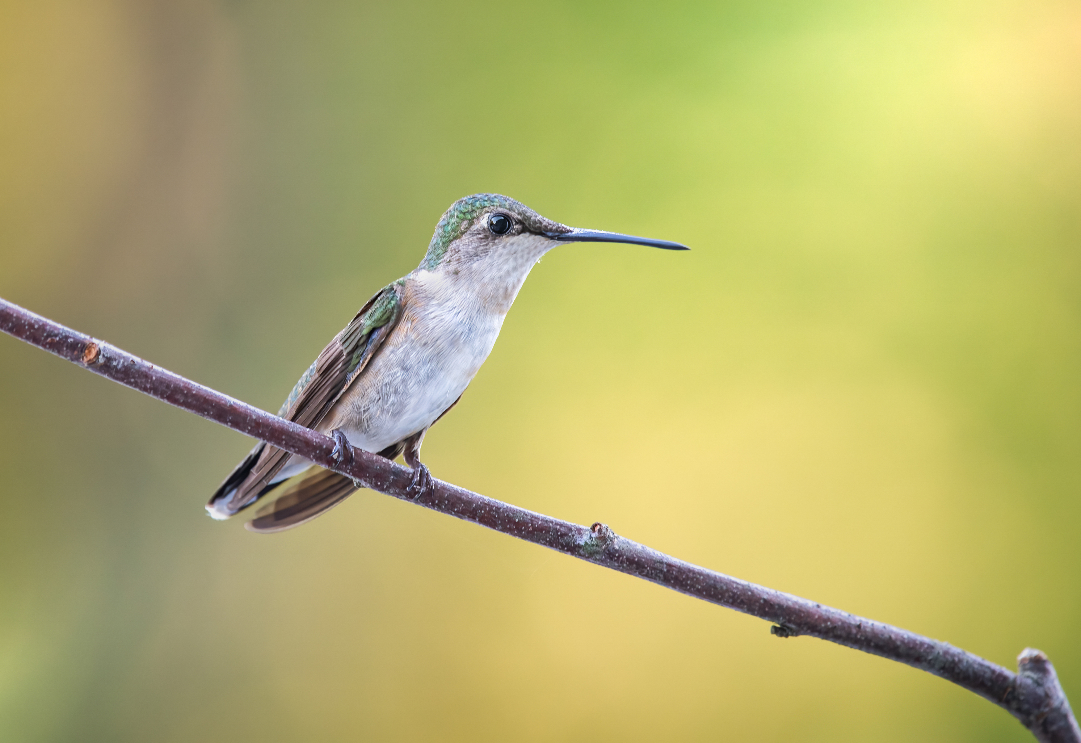 bird, humming, hummingbird, hummingbirds, hummer, rufous, nature, animals, wild, action, dynamic, Atul Saluja