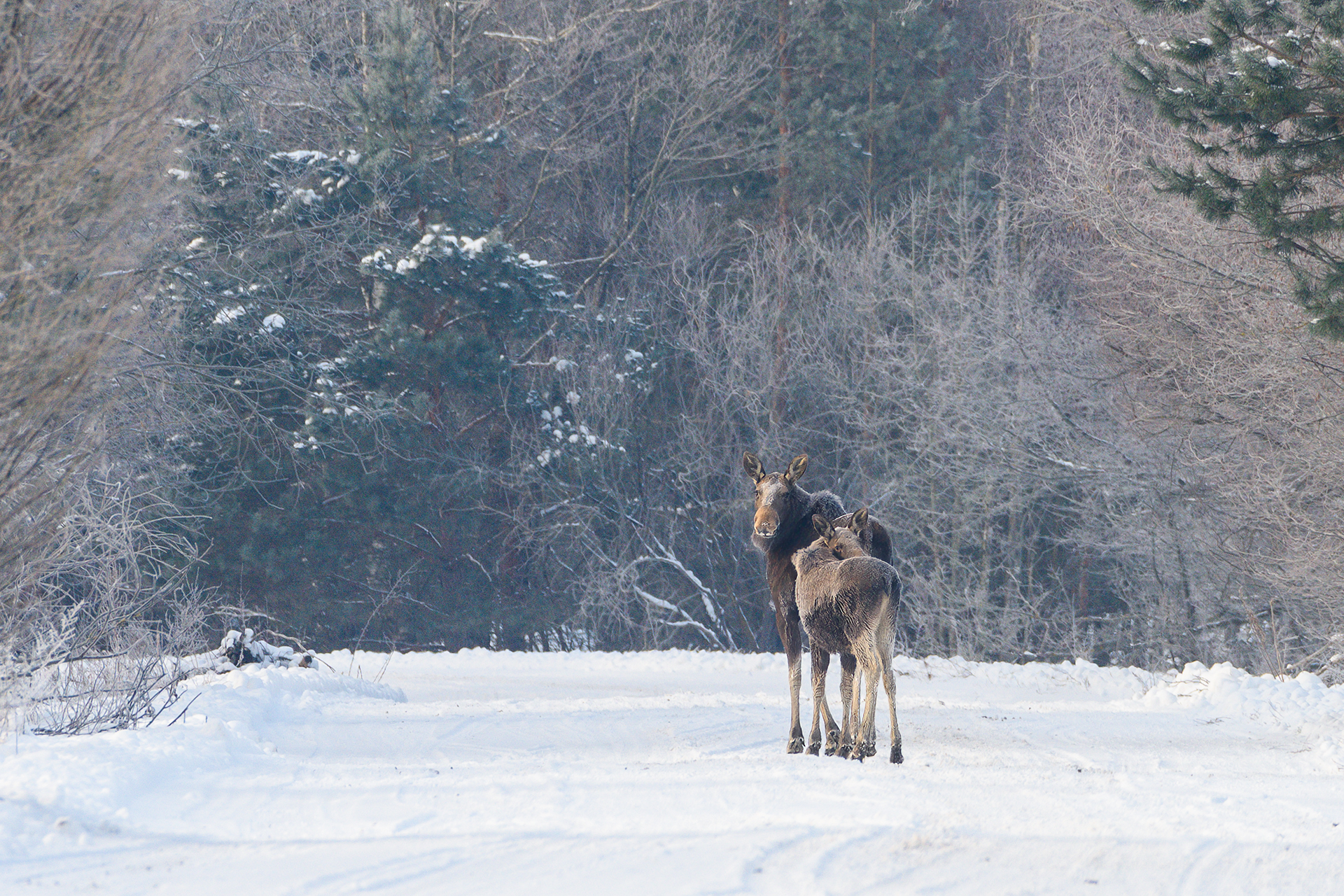 #лось #moose, Александр Добыш