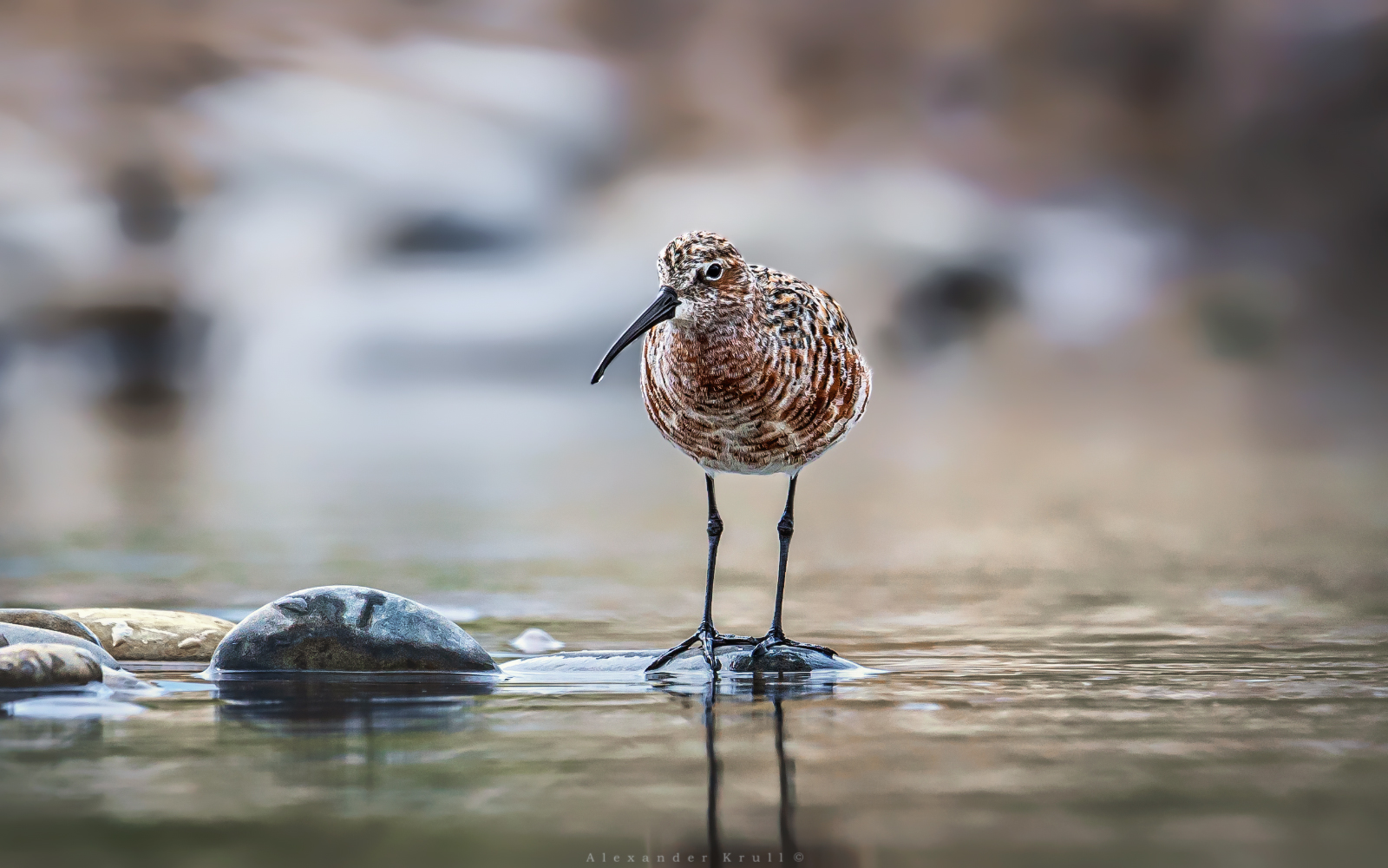 краснозобик, кулик, calidris ferruginea, Круль Александр