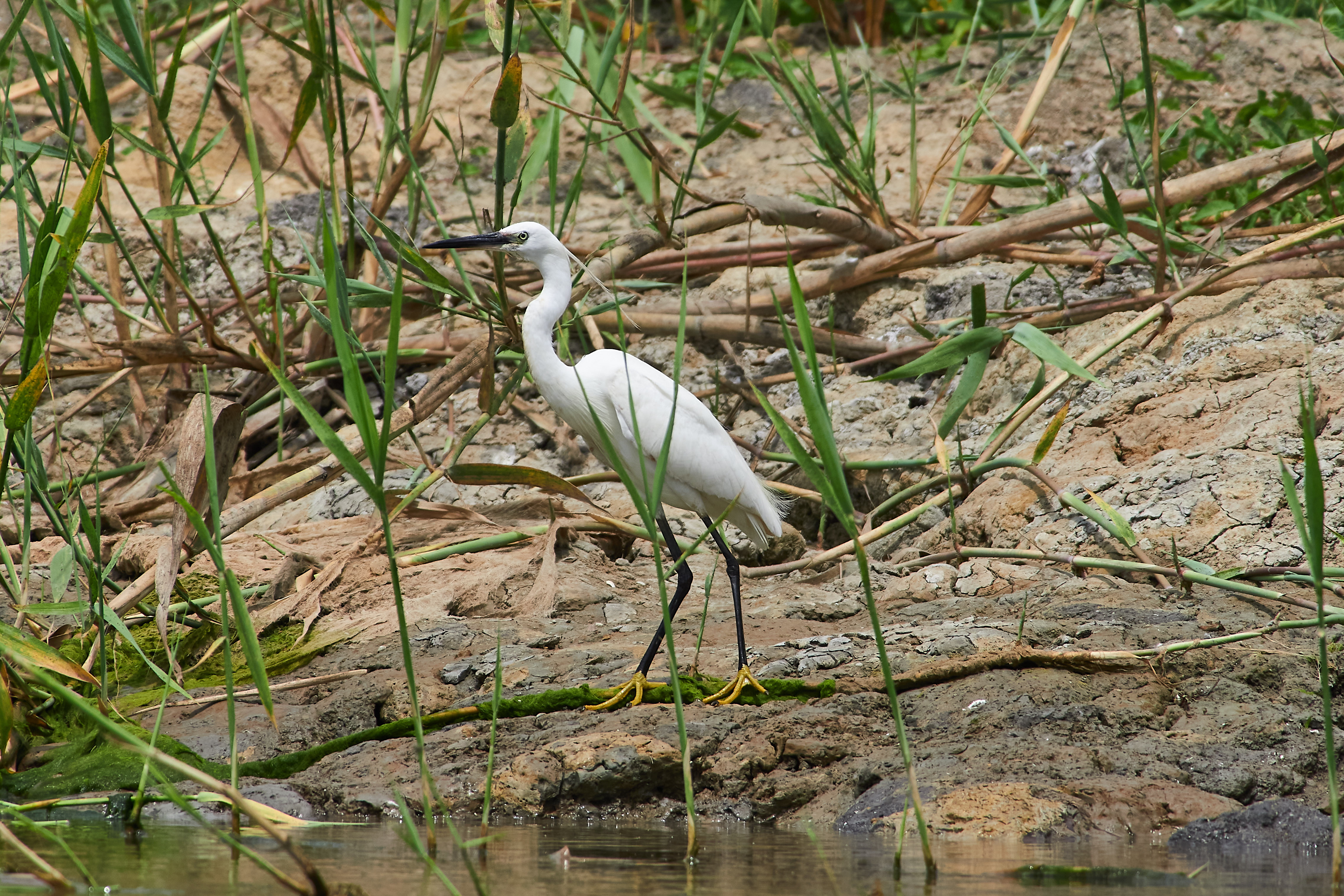 bird, birdswatching, volgograd, russia, wildlife, , Павел Сторчилов