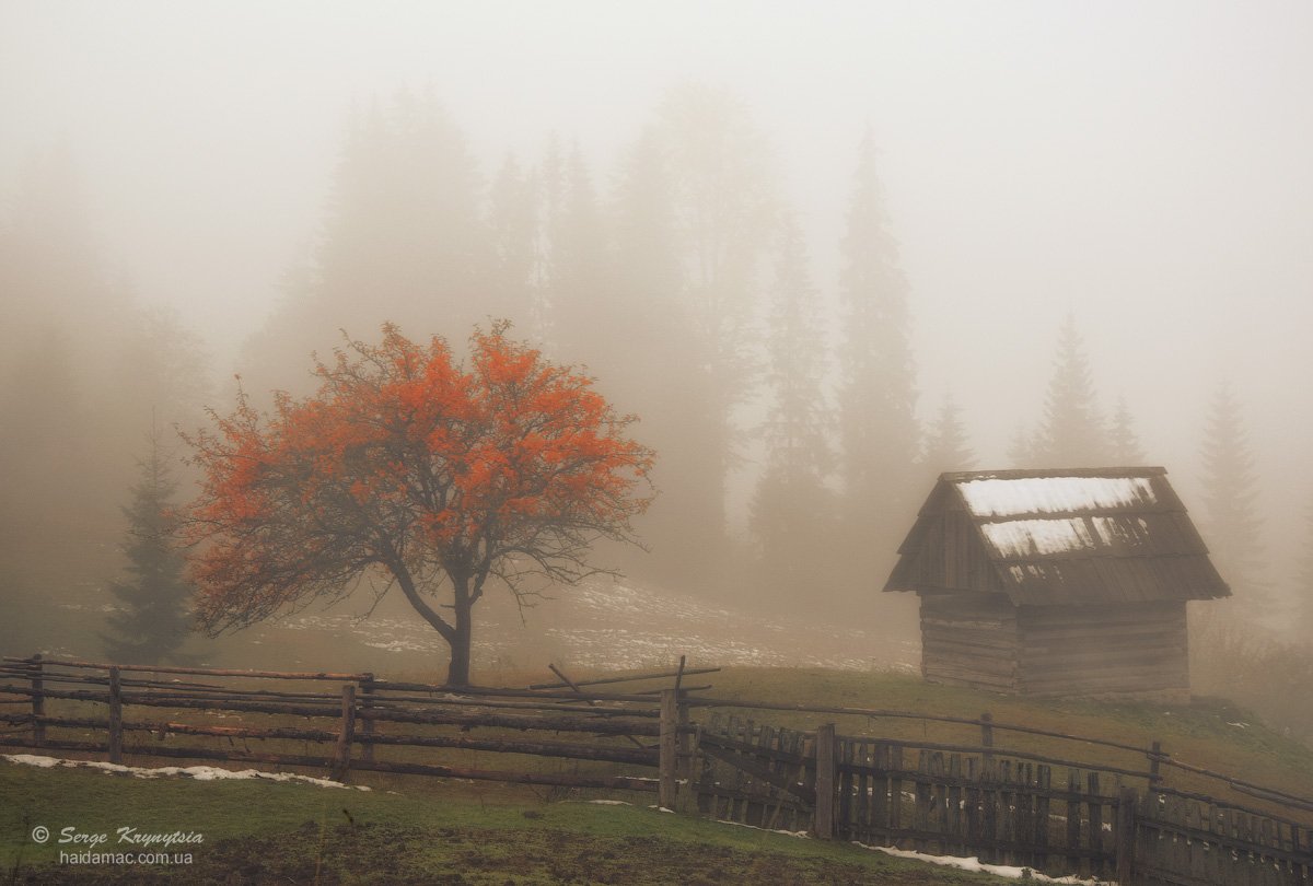 Autumn, Carpathians, Fall, Fog, Mountains, Tree, Горы, Дерево, Карпаты, Осень, Туман, Сергій Криниця