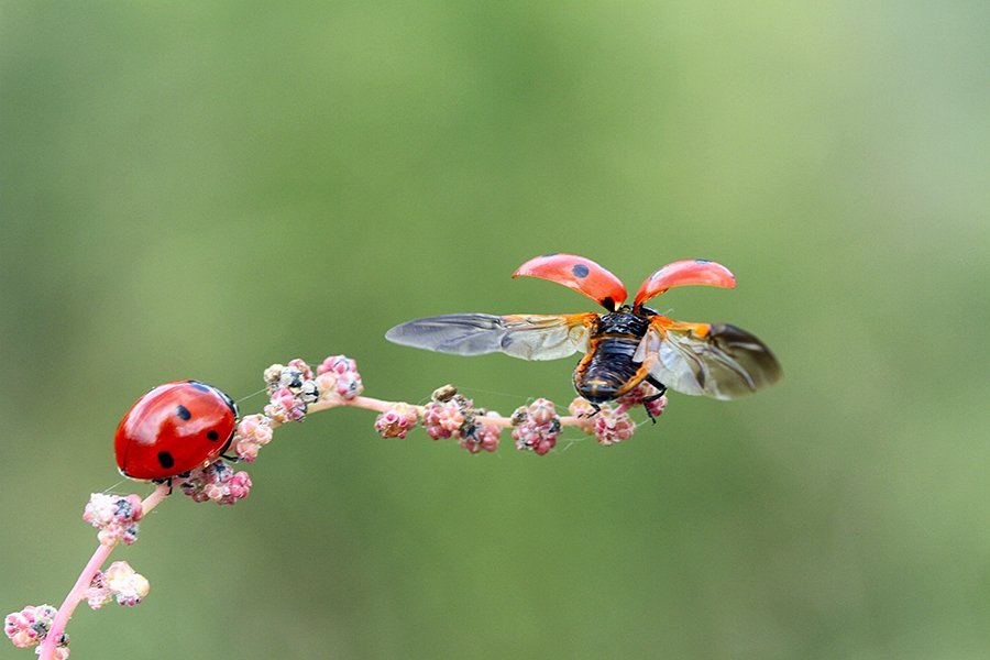 ladybug animal nature, mehmet