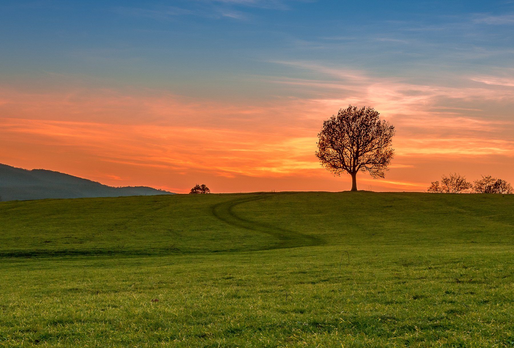 sunset,tree, filed, green, grass, sky, Jeni Madjarova