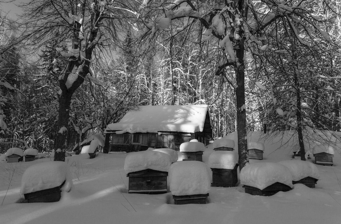 Пасека ульи лес снег сугробы зима мороз солнце, Георгий Машковцев