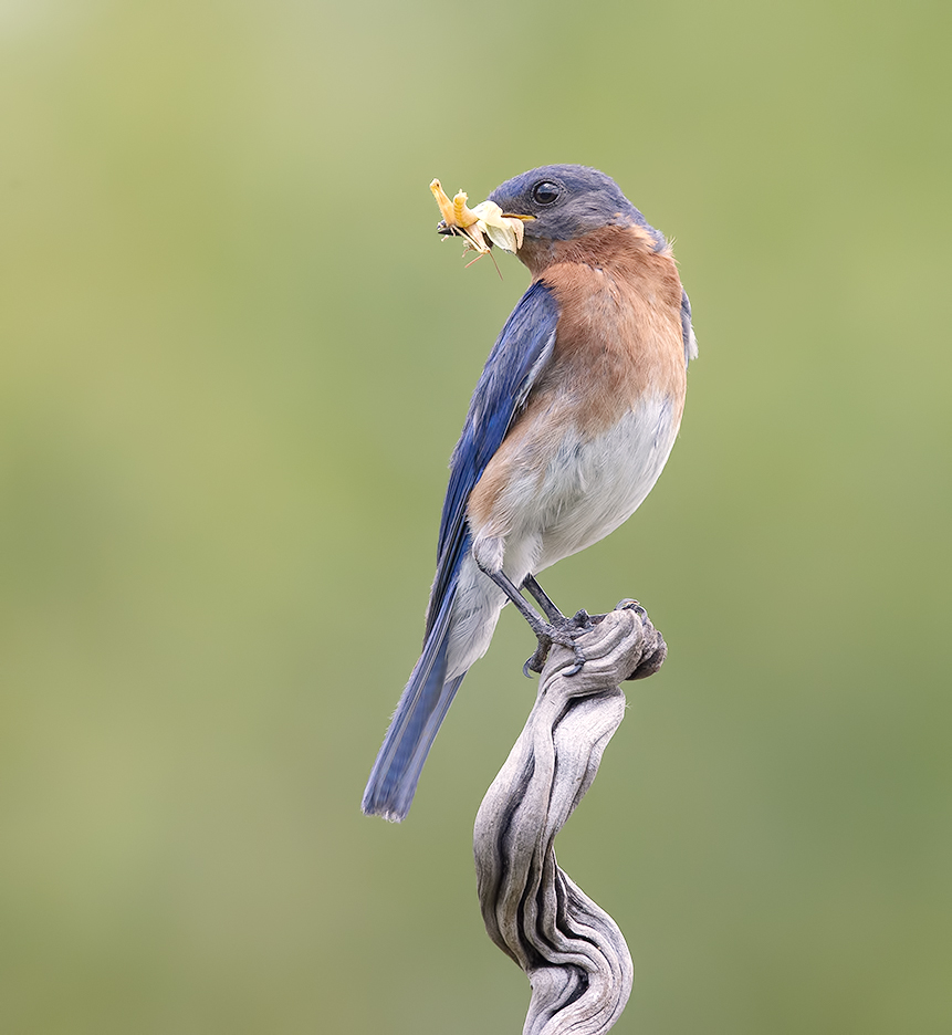 восточная сиалия, eastern bluebird,bluebird, Etkind Elizabeth