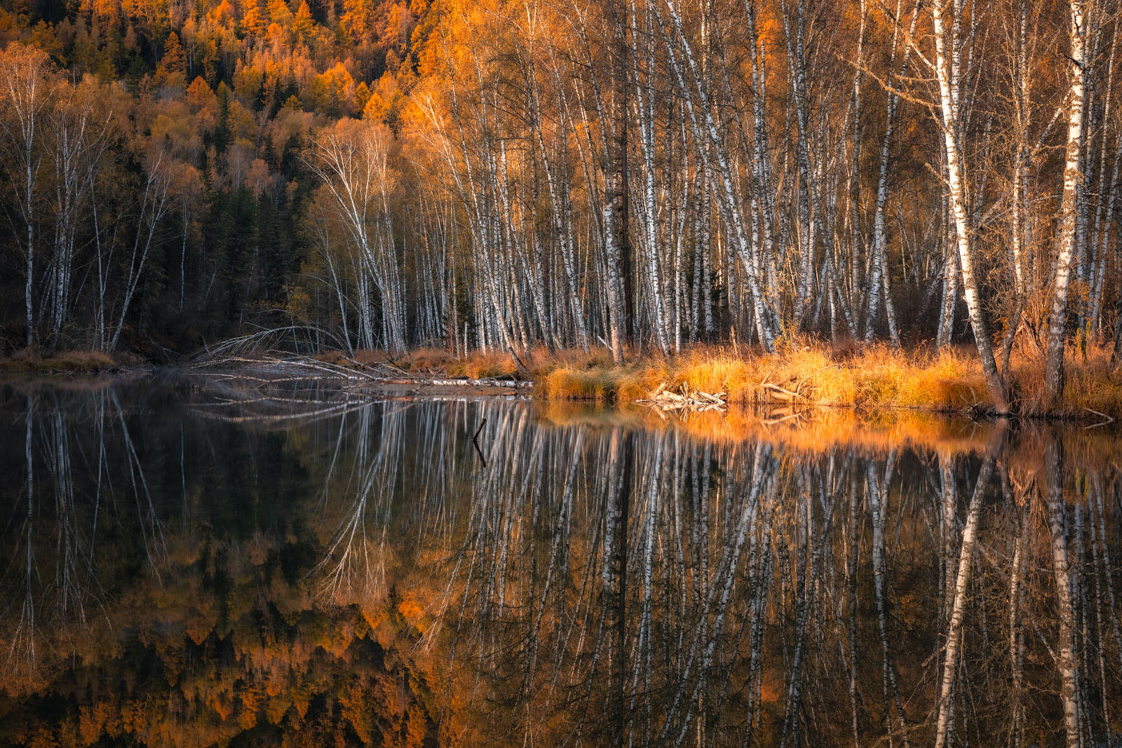 altay, lake, mirror, water, landscape, autumn, trees, outdoor, Алексей Вымятнин