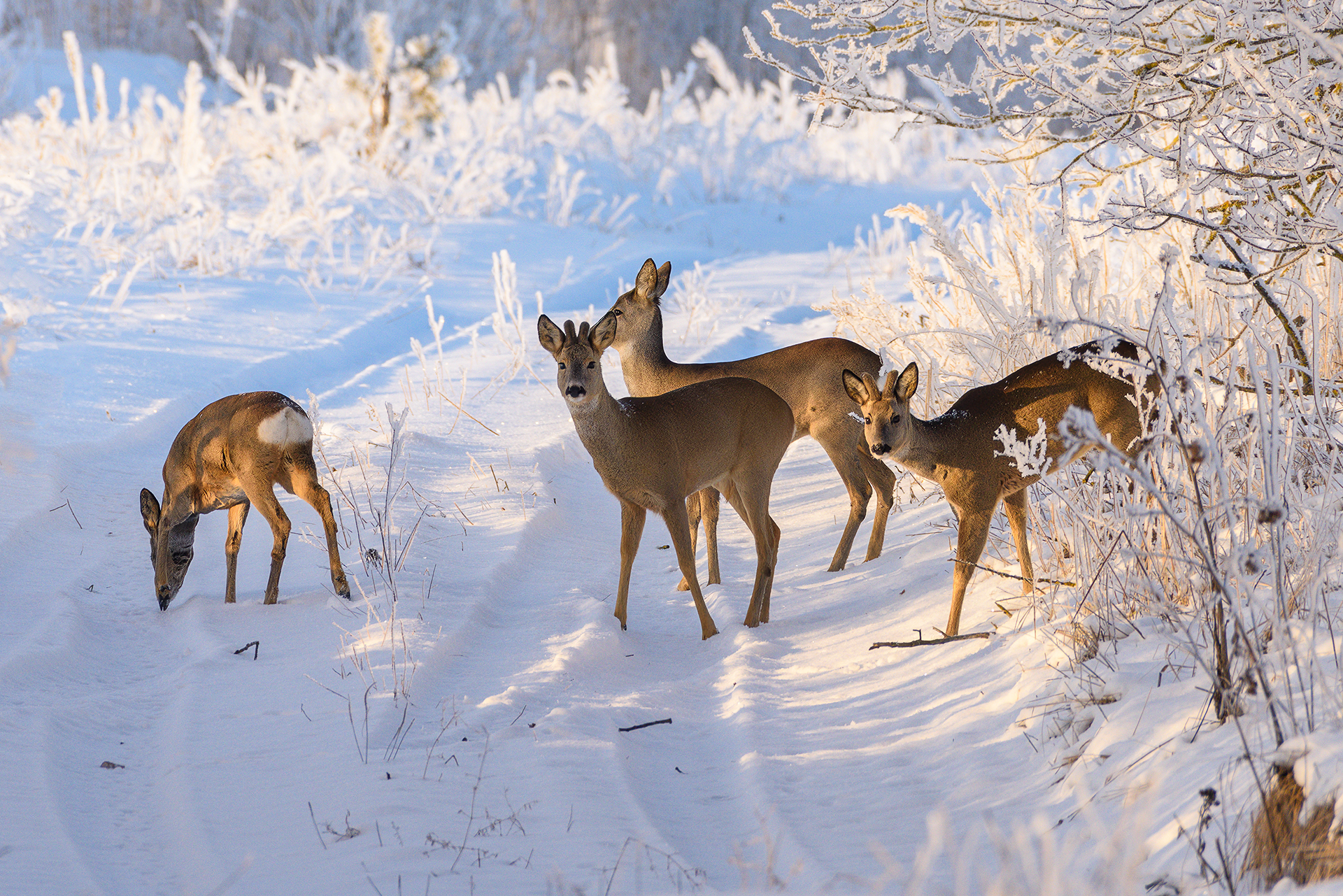 #косули #deer #roe, Александр Добыш