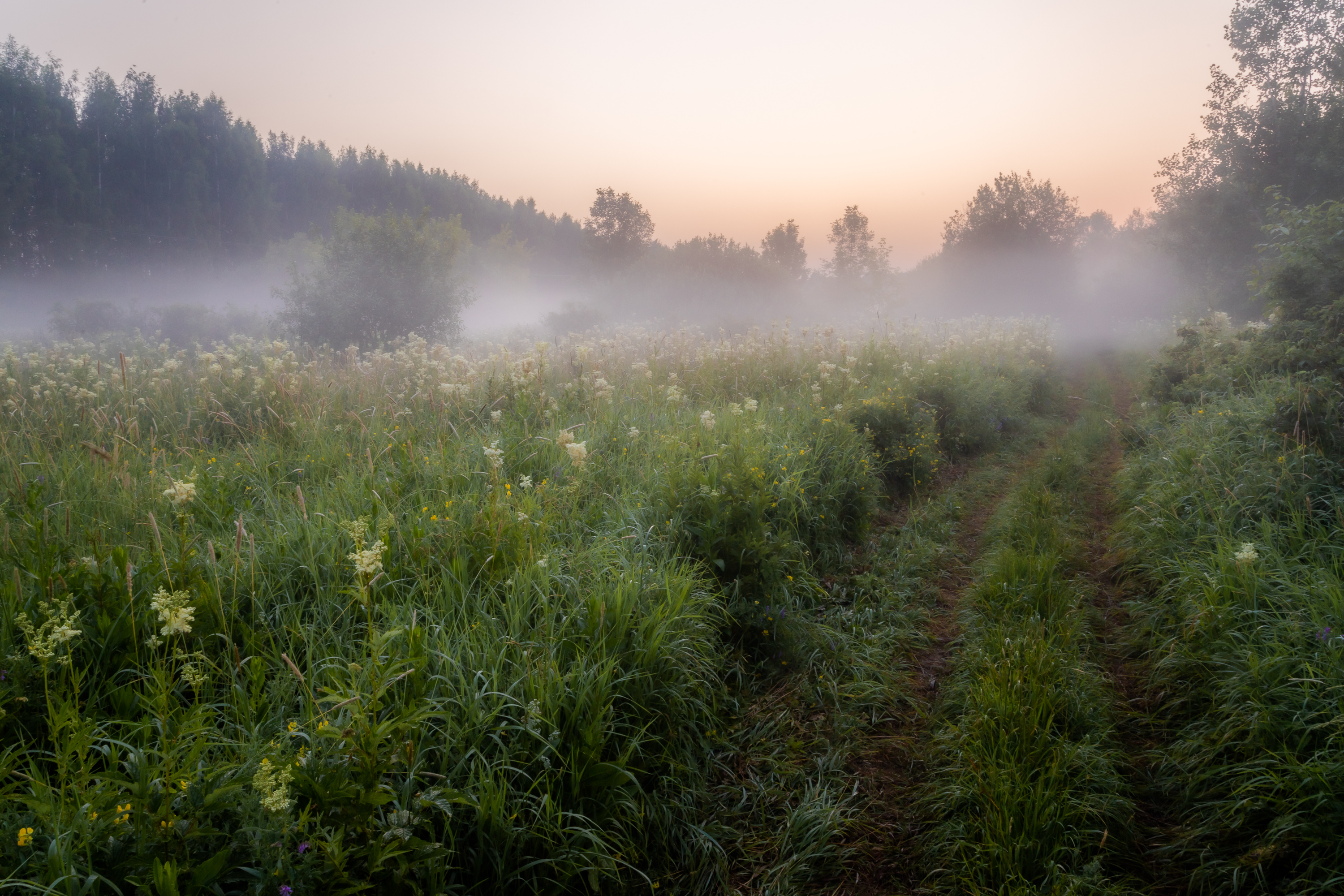 туман, утро, рассвет, тепло, легко, поле, трава, лес, небо, прохлада, Панагушин Сергей