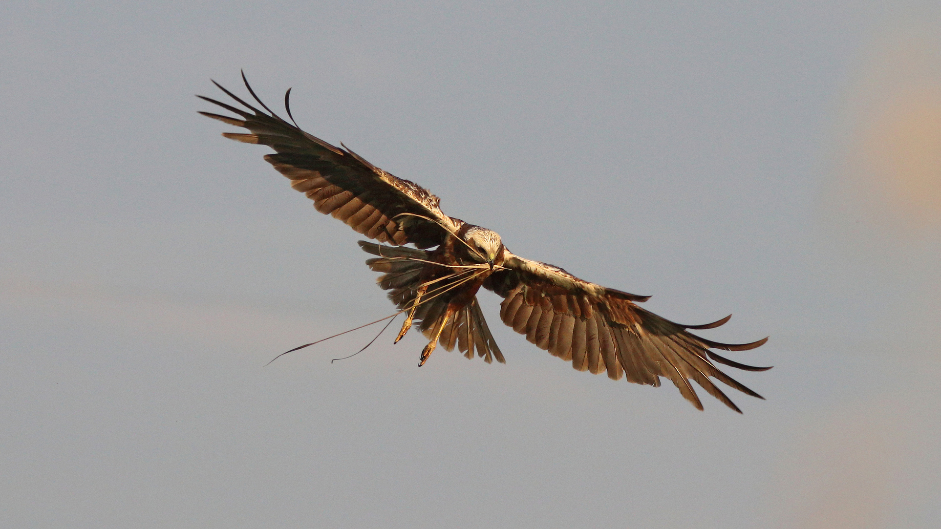 болотный лунь, circus aeruginosus, western marsh harrier, Бондаренко Георгий