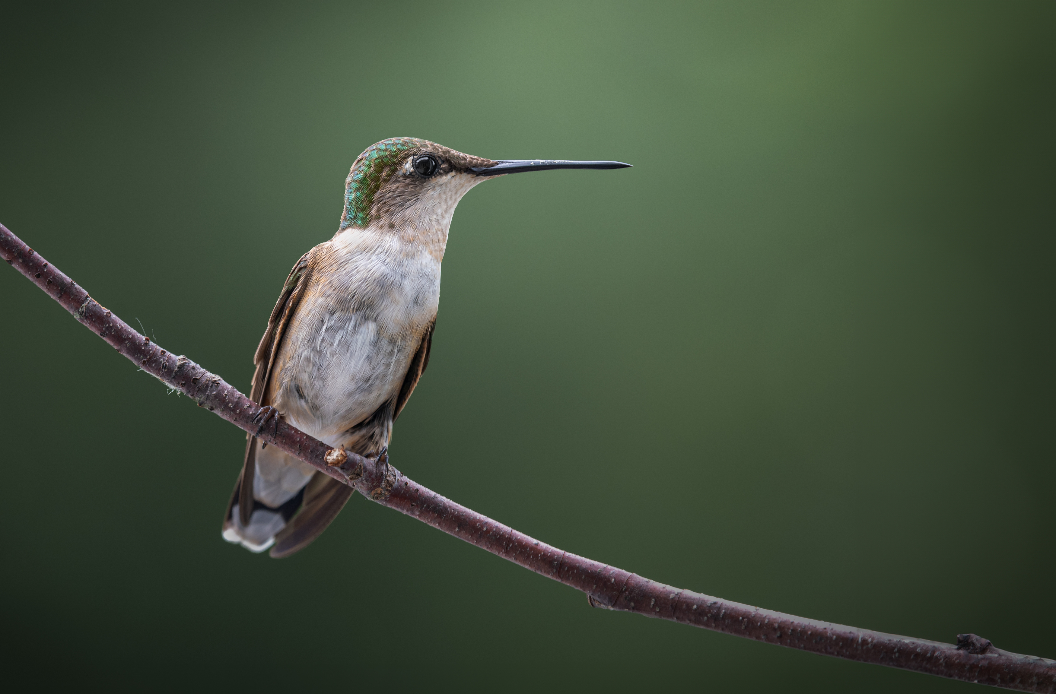 bird, humming, hummingbird, hummingbirds, hummer, rufous, nature, animals, wild, action, dynamic, Atul Saluja